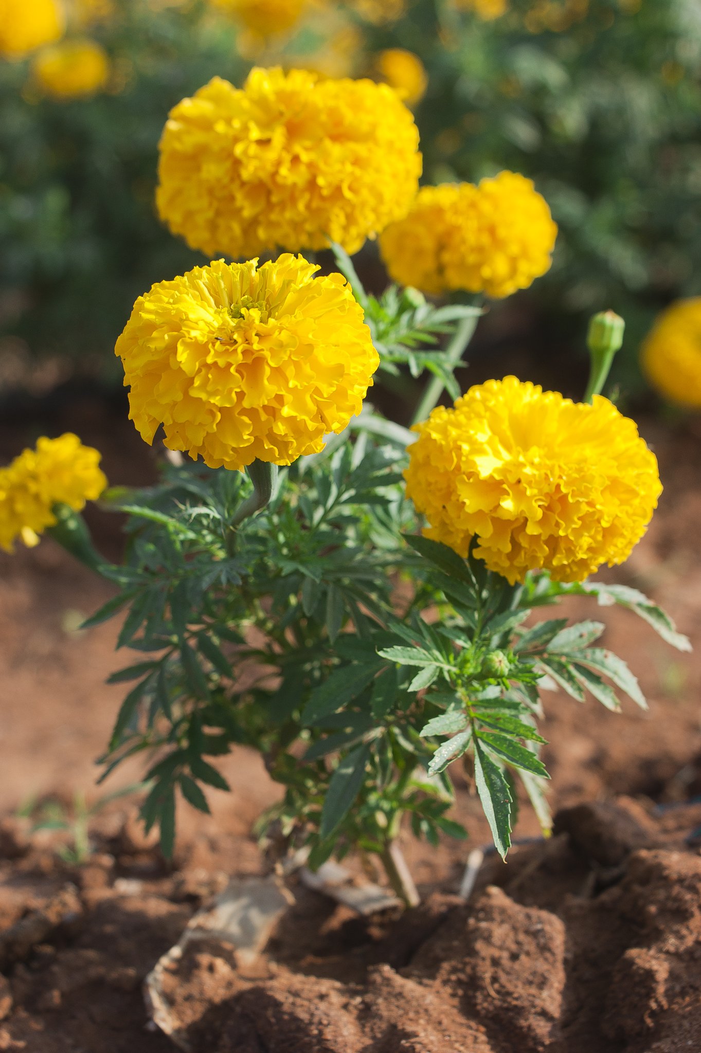 Yellow Marigold Seeds, Produces More Flowers for Longer Than Most Marigolds, Pack of 50 Seeds - Big Duck&Trade (B0C9JZSYBT) Amazon Price History, Amazon Price Tracker