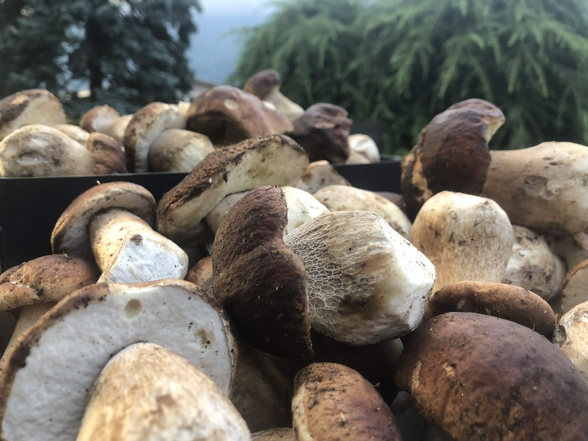 Scherini Valtellina - Raffinati funghi Porcini secchi EXTRA QUALITY 70g