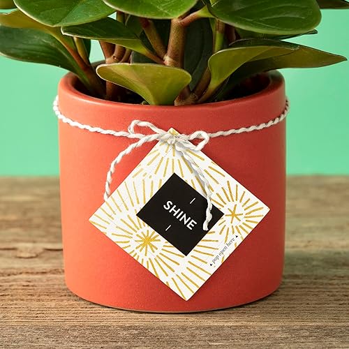 Miniatura 8 de Tarjetas desplegables ThoughtFulls, por Compendium Paquete de 2 Shine y Be Happy, 60 tarjetas desplegables, cada una con un mensaje diferente en el