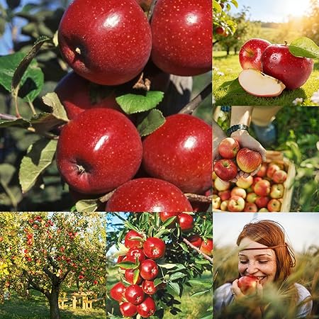 200+ Organic Apple Seeds for Planting Outdoors,Delicious Tropic Apples Tree