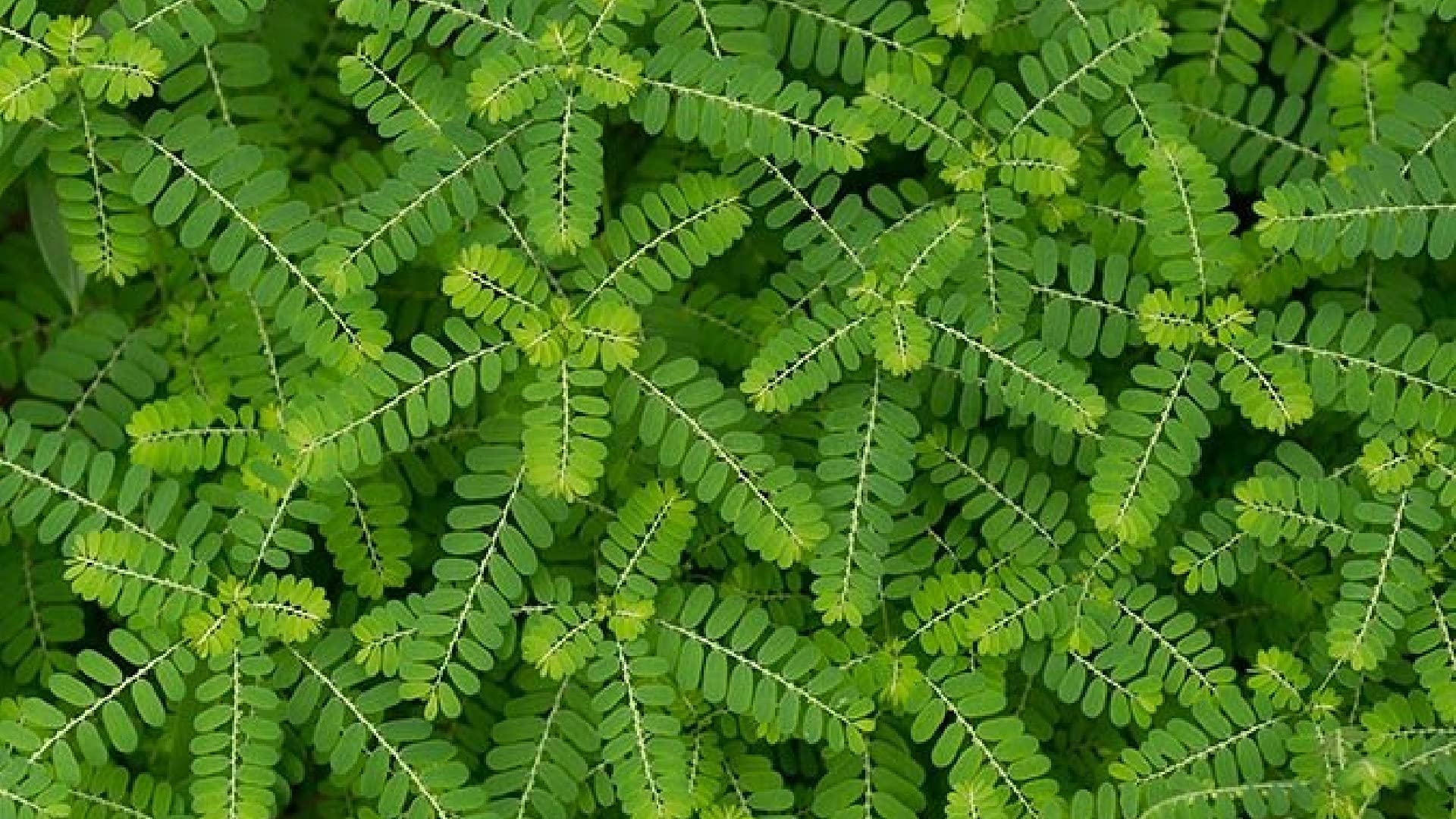 Urantex� Bhui Amla Tamalaki Phyllanthus Niruri Sapling plant in Eco friendly bag