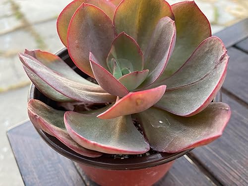 Vista 5 de Naturaleza Real Vivir Planta Suculenta de Echeveria Suyon