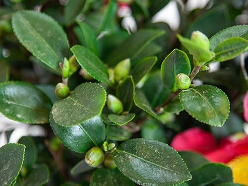 Miniatura 4 de Blooming & Beautiful - Yuletide Camellia - 3 gal - Arbusto de hoja perenne - Flores rojas con estambres amarillos brillantes - Floración otoño