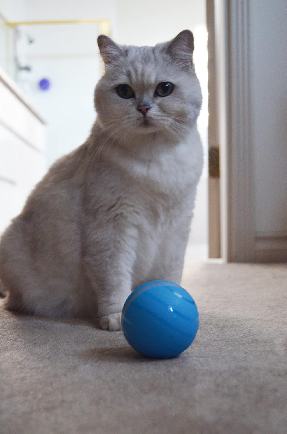 Buy BarxBuddy Busy Ball Interactive Cat & Dog Toy (Heavy Duty Incredibly Durable) Automatic