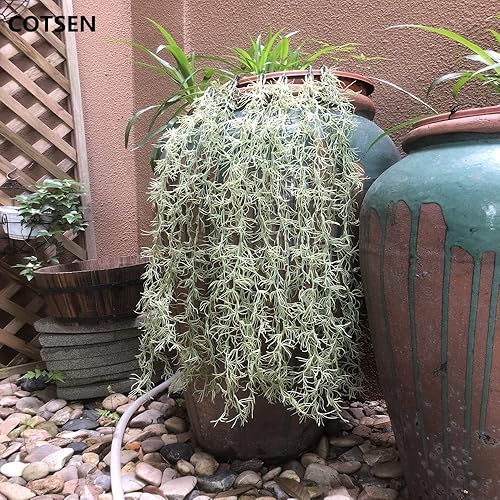 Miniatura 5 de Paquete de 5 plantas colgantes de musgo sintético de musgo español para plantas en maceta, guirnalda de musgo colgante artificial utilizada para