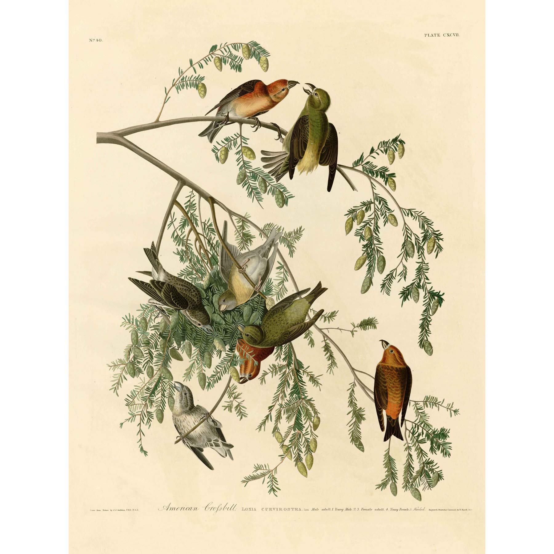 Bumblebeaver BIRDS AMERICA AUDUBON AMERICAN CROSSBILL POSTER PRINT BB12445B