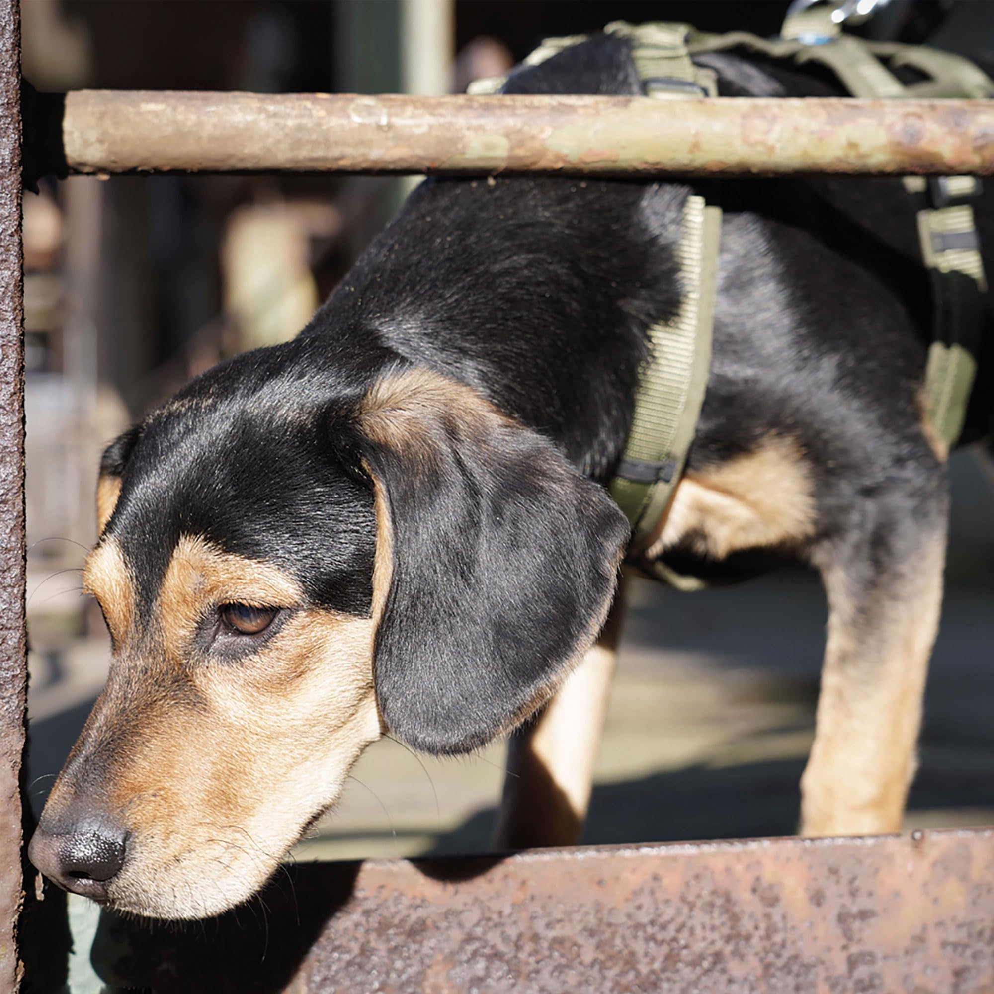 Annyx Brustgeschirr Safety Fun für Hunde - Bernstein Gr. M - Vollständig Gepolstert