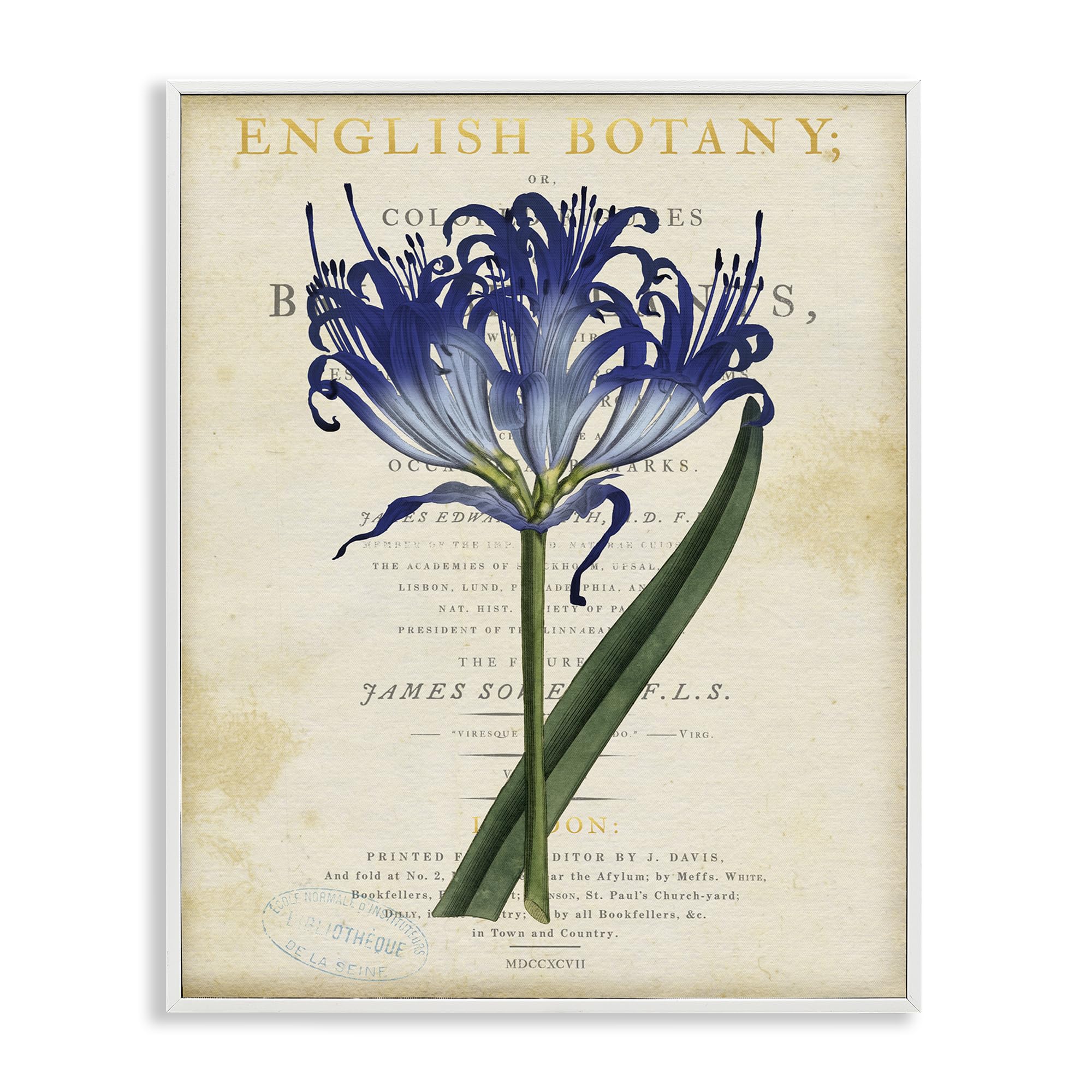 Stupell Industries Coastal White (Textured) 'English Botany Blue Floral'| Framed Giclee Art