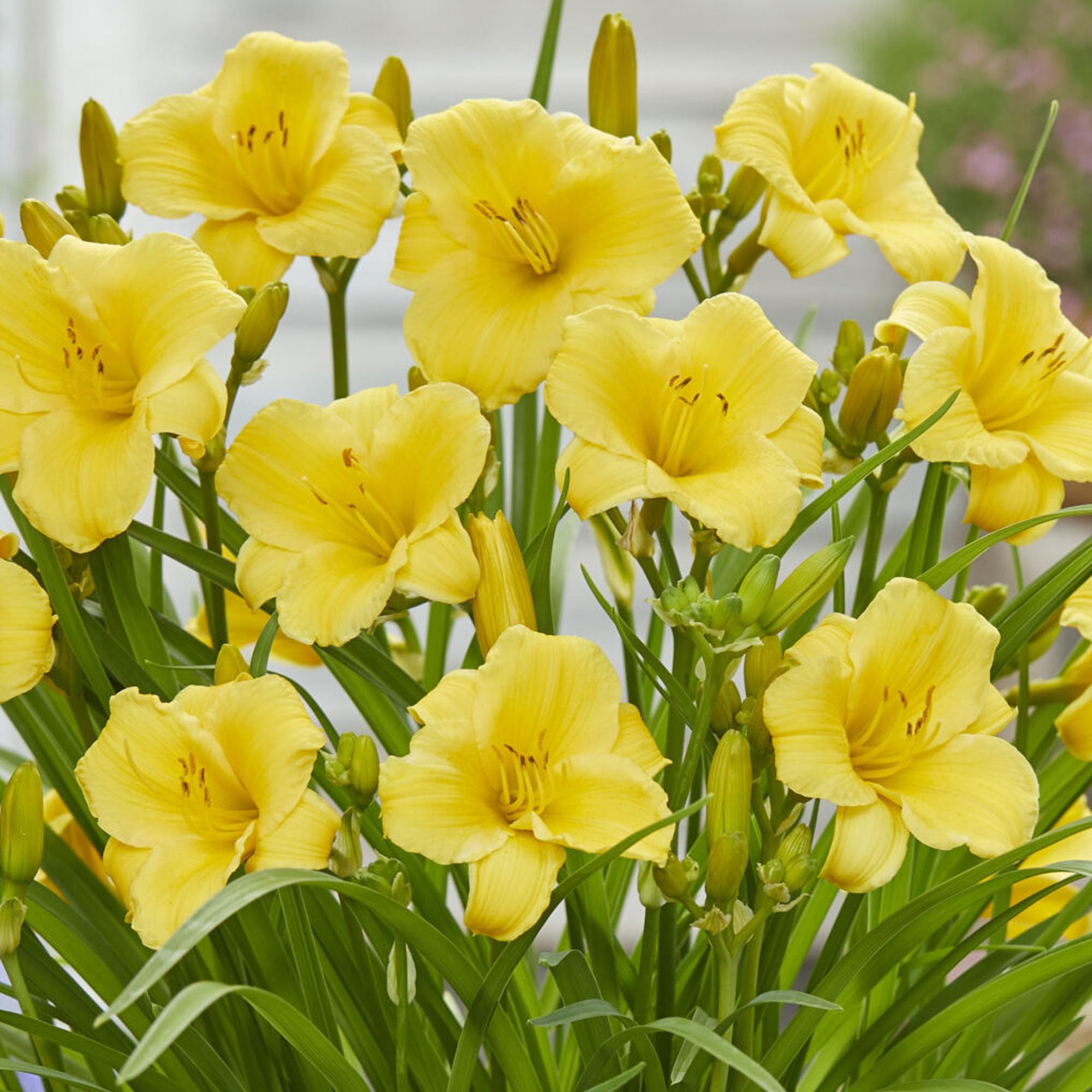 Hemerocallis Gold Daylily Plant – Real Outdoor Plants – Hardy Perennial Garden Flower – Summer Flowering for Borders, Patio Pots, Beds – Vibrant Yellow Garden Plant UK (9cm Pot, 10-20cm)