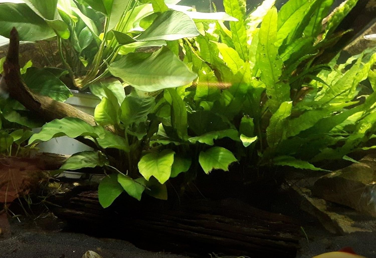 Greenpro (Anubias Nana 10+ Leaf Rooted) Anubias, Java Fern, Moss and More! Freshwater Live Aquarium Plants on Driftwood for Aquatic Tropical Fish Tank Decorations - Easy for Beginner
