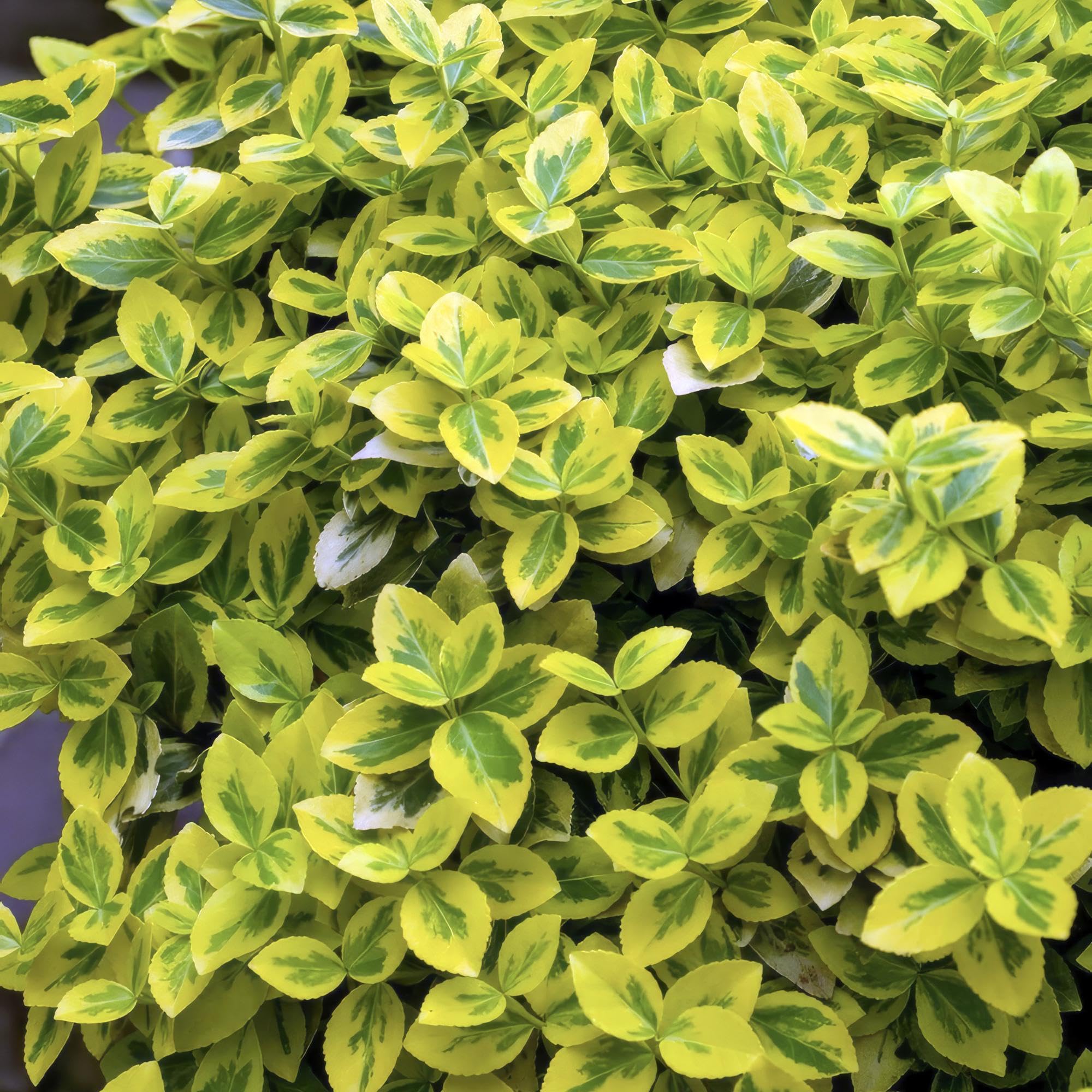 Euonymus Fortunei con Foglie Variegate, Siepi, Giallo Verde, Set 24 Pz
