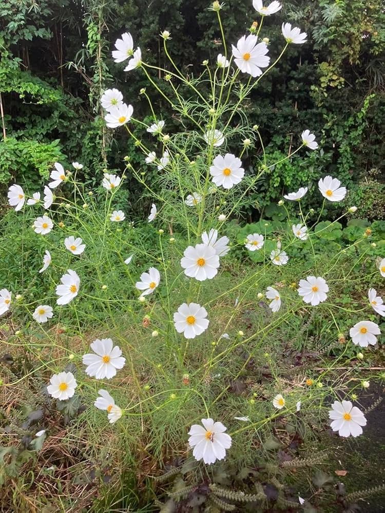Amazon.co.jp: コスモス 秋桜 濃ピンク ピンク 白 種 200粒以上