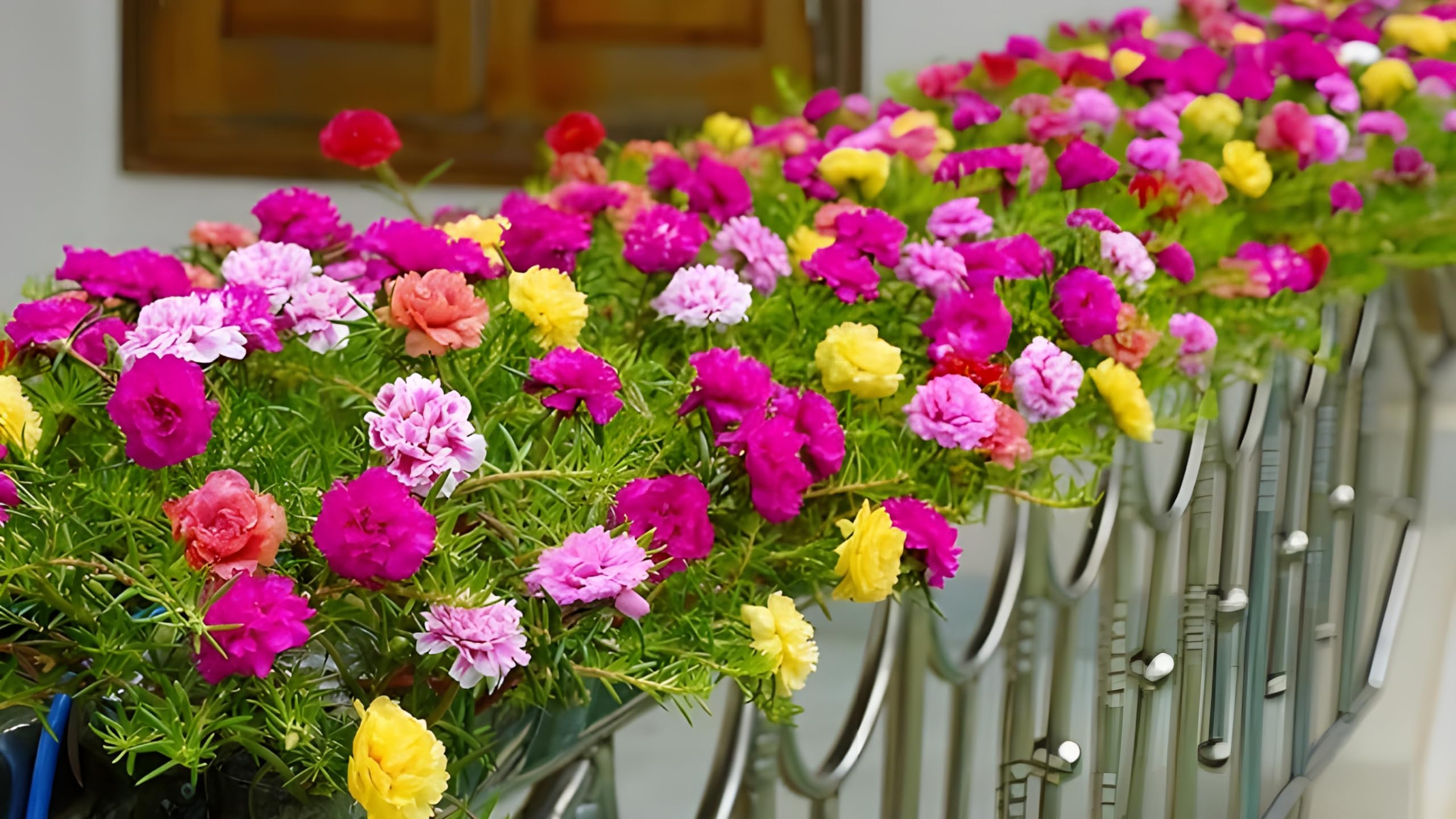 Growing Plants Live Portulaca Mixed Color Hybrid Flower Plant For All Season Pack of 10