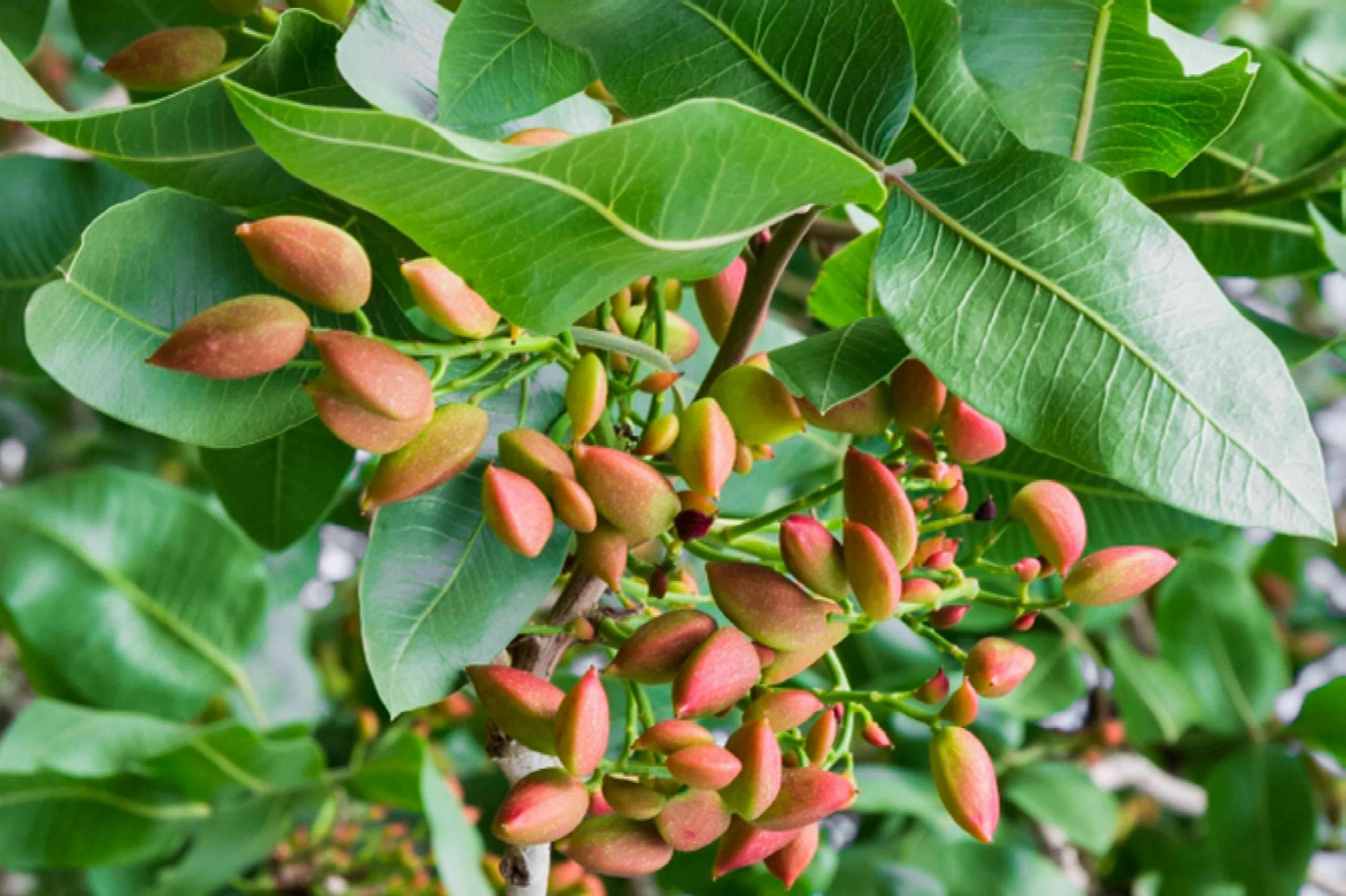 Pista plant hybrid 12 month (Pack of 2 Healthy live plant)-image-21
