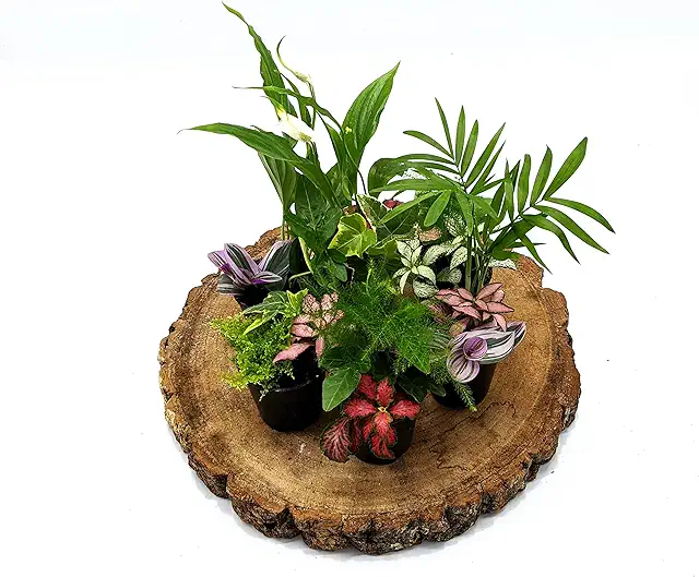 3 Small Closed Terrarium Plants in 5cm Pot | Terrarium Plants Buy