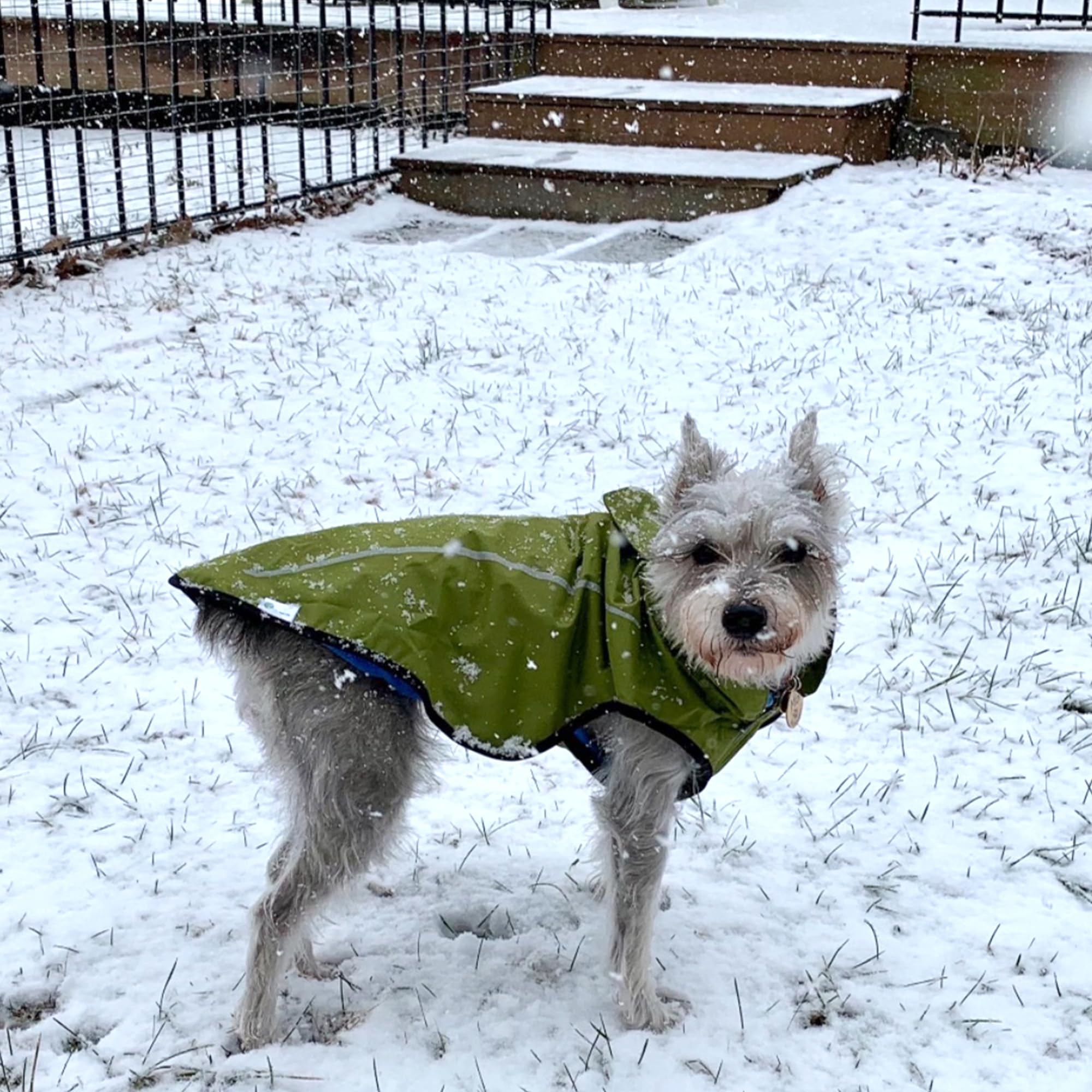 Mile High Life | Imperméable pour Chien | Vêtements Ajustables imperméables pour Animaux de Compagnie | Veste de Pluie légère avec Bande réfléchissante (Jaune Tilleul, S)