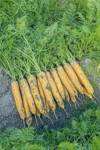 Miniatura 2 de Mello - Semillas de zanahoria amarilla para plantar, más de 100 semillas por paquete, semillas de jardín de Isla (semillas de jardín de Isla),