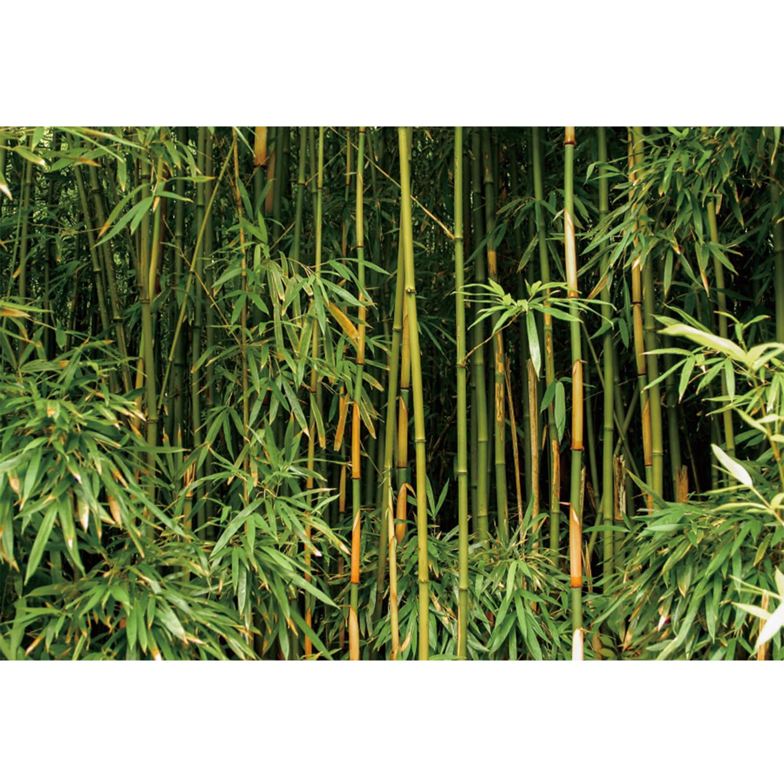 YongFoto Green Bamboo Backdrop 10x8ft Bamboo Forest Nature Scenery Photography Background Birthday Wedding Party Banner Living Room Sofa TV Wall