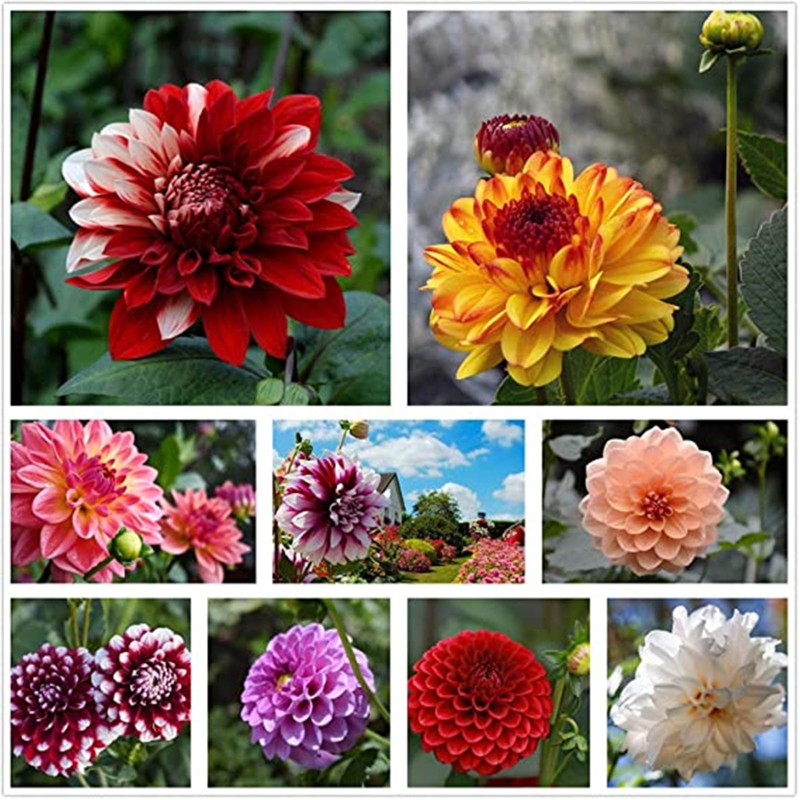 Dahlia for Planting Now UK Ornamental Natural Organic/Perennial Greening Flower/Excellent Easy Plant Good for Containers/Display Plant Bulbs -2bulbs-A