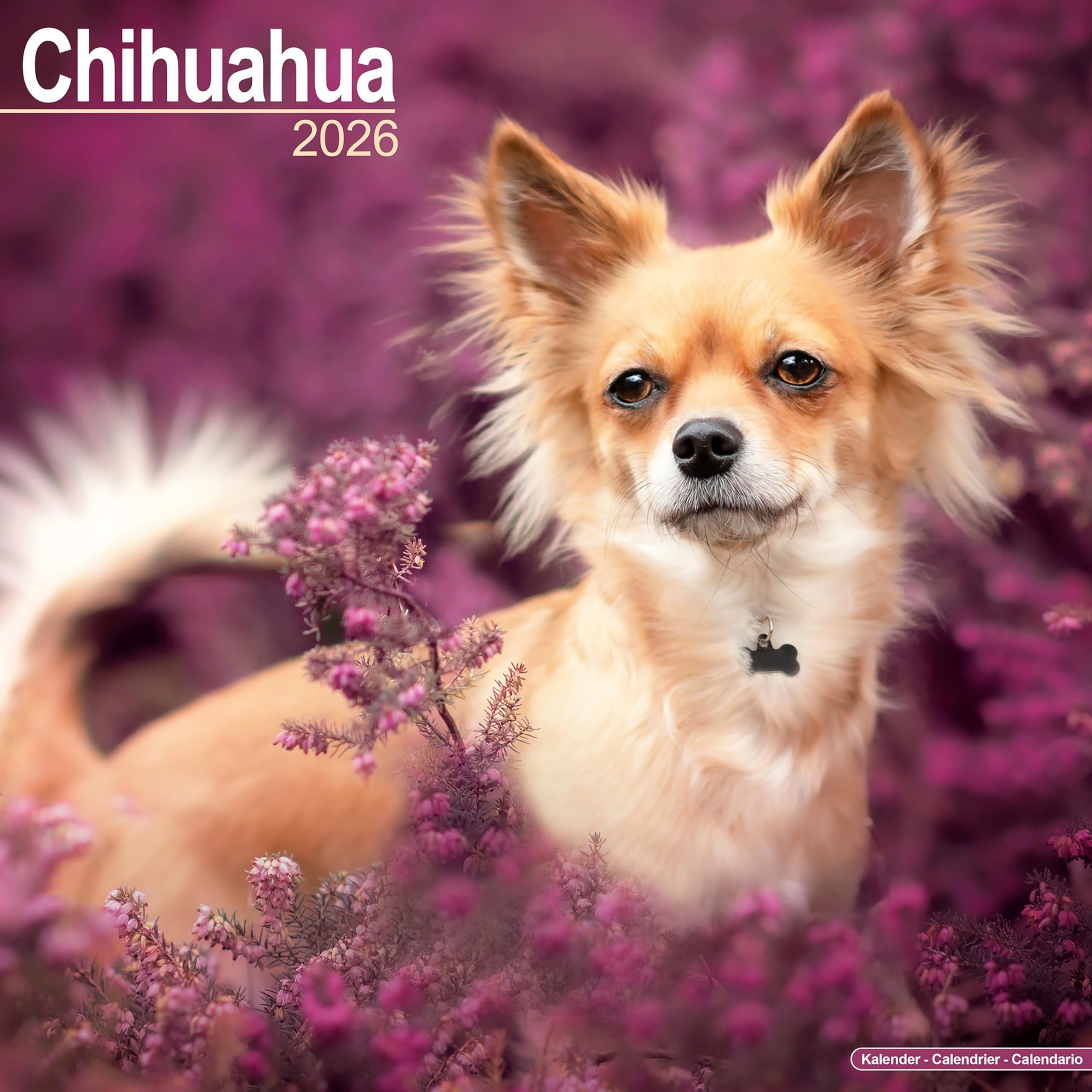 Chihuahua 2026 Calendar | Square Wall Calendar | Dog Breed Gift | Plastic Free Packaging | by Avonside Publishing