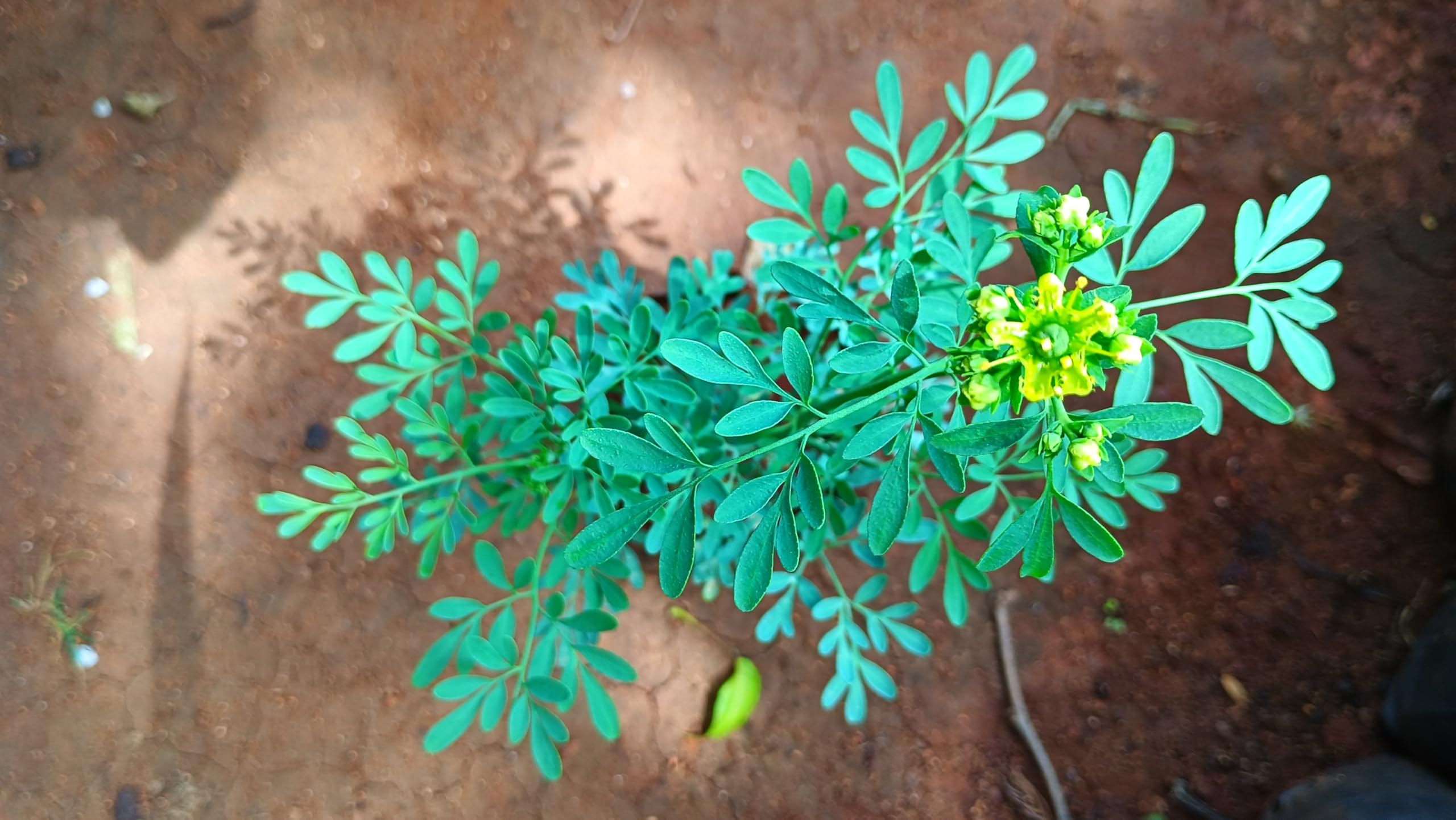AR PLANTS Common rue, nagadale gida,sanni gida, sitaba,sadapaku,aruvadana,PACHILAI/ARUVATHAM PACHAI live plant (B0DD3S16TS) Amazon Price History, Amazon Price Tracker