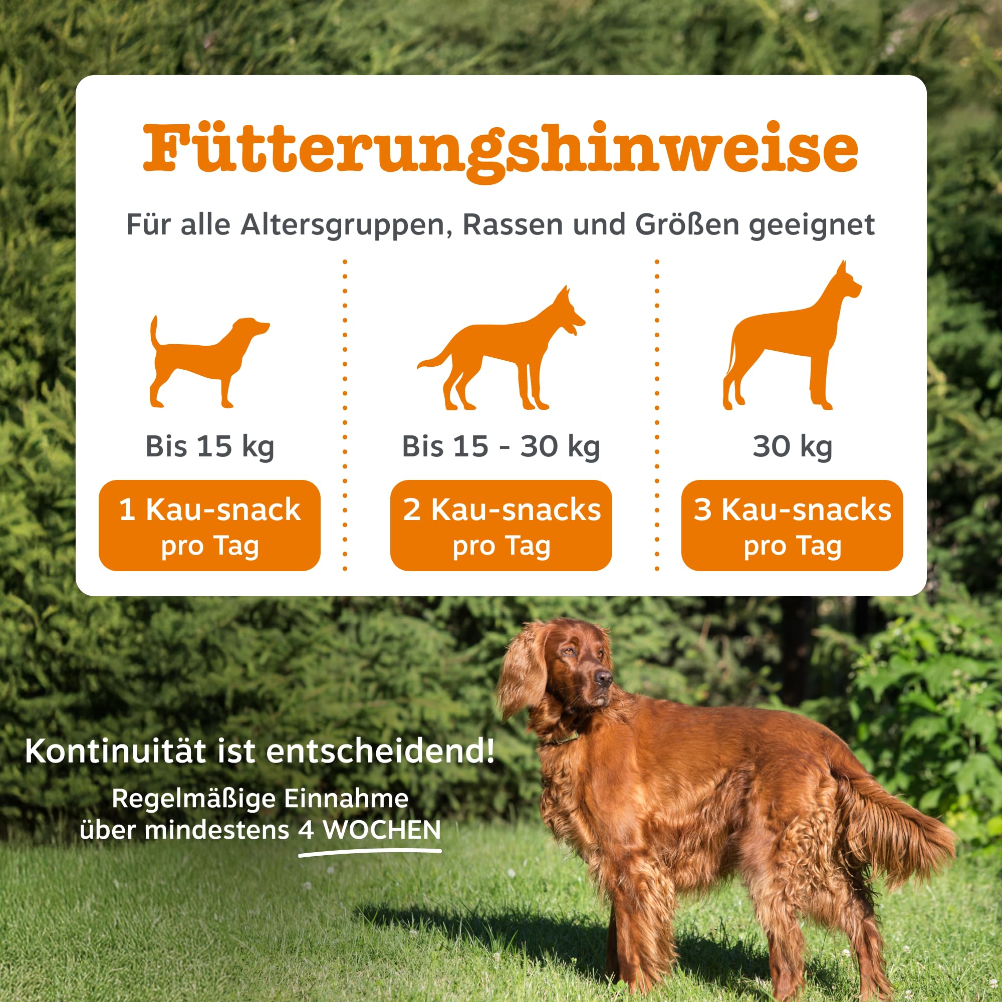 Zesty Paws Anti-Itch für Hunde – Hilfe bei juckender Haut, Pfoten & Ohren – Gegen Lecken & Kratzen – Unterstützt Immunsystem & Verdauung – Mit Lachsöl & Probiotika – 90 Soft Chews