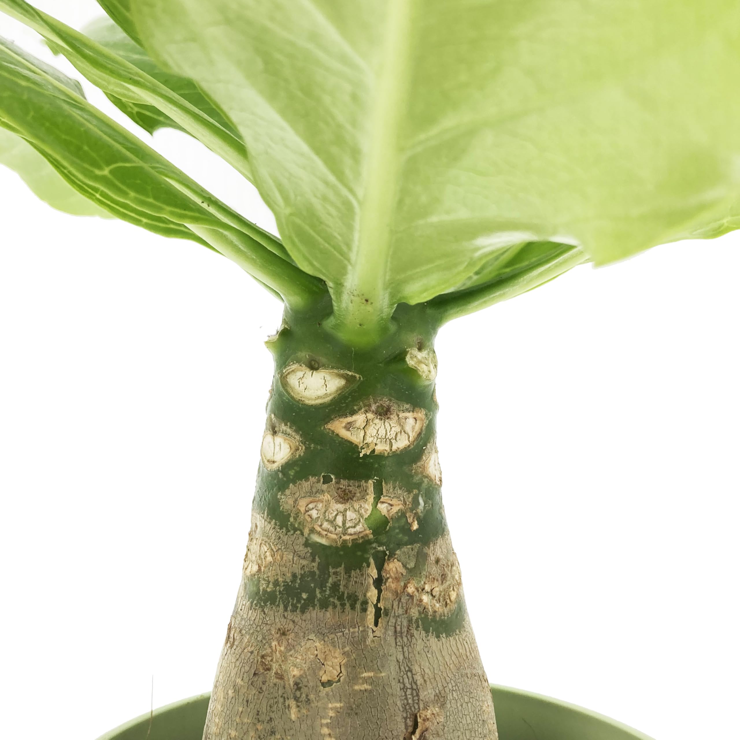 KENTIS - Brighamia Insignis Palma delle Hawaii - Piante Vere da Interni Succulenta - Pianta da Appartamento Ornamentale - H 30/40 cm Vaso Ø 12 cm
