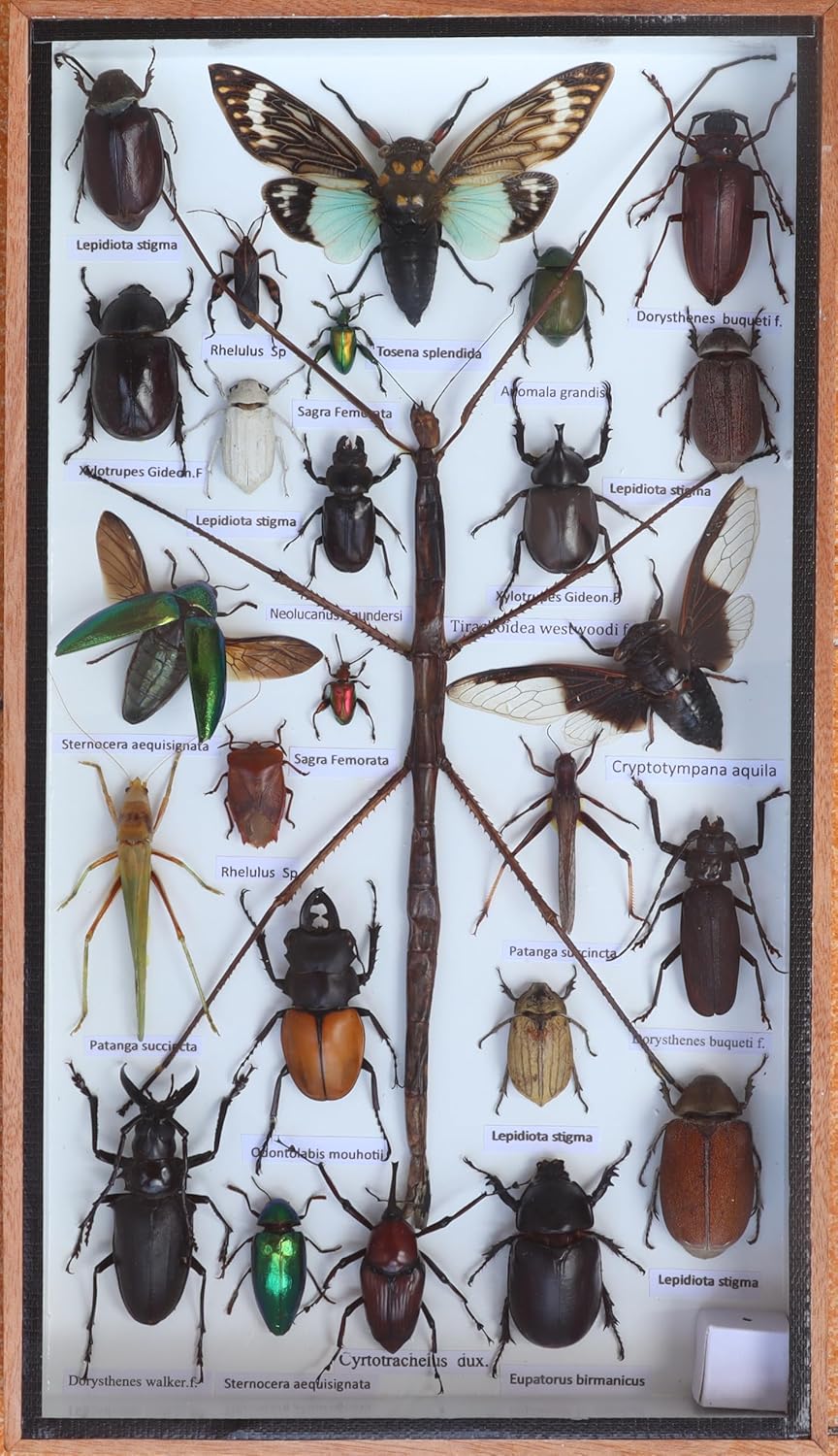 Real Display Insect Taxidermy Big Set in Box for Collectible Gift #01