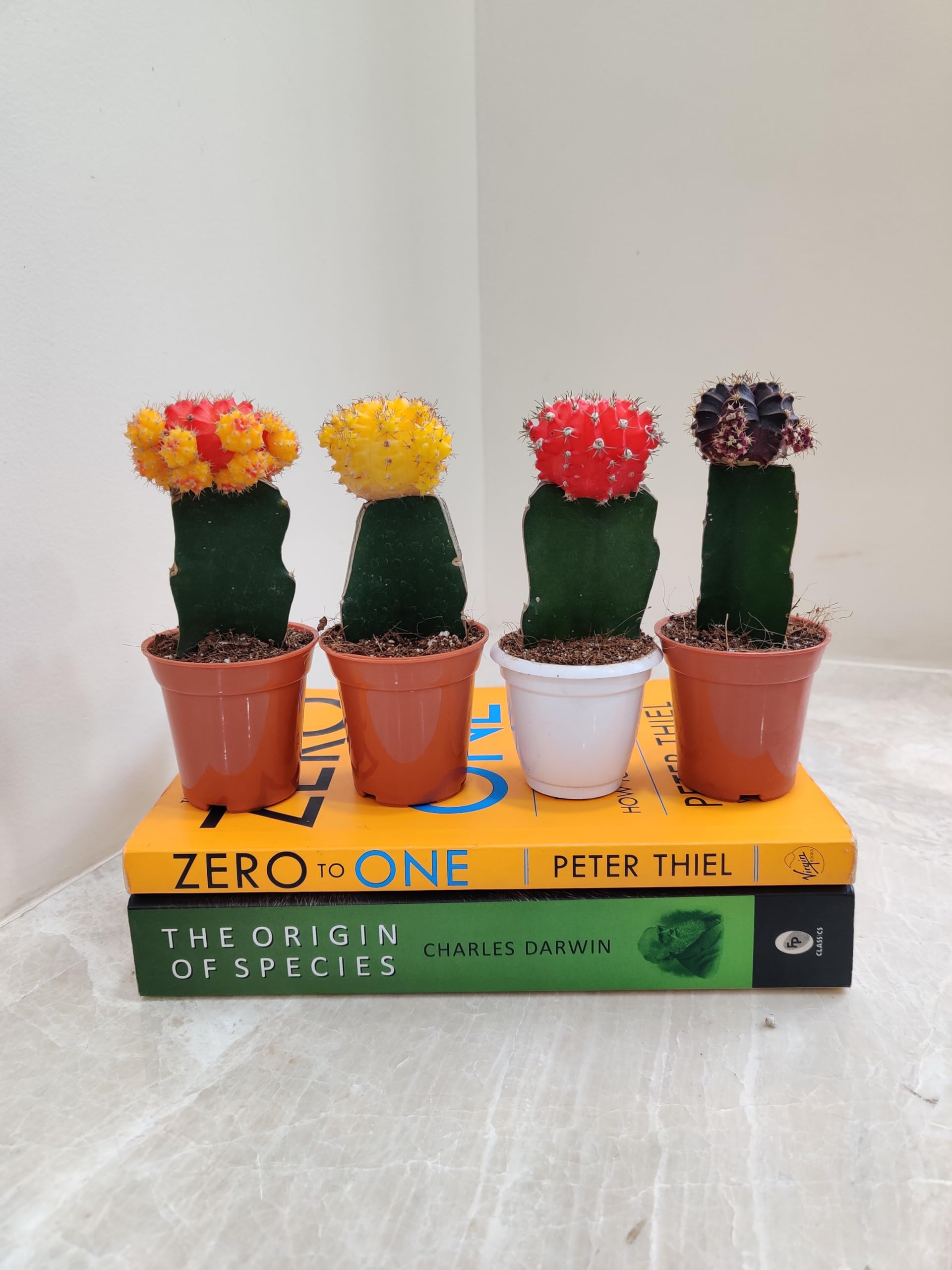 CAPPL Set of 4 Grafted Moon Cactus Small Live Plant (B078PFGQ5Q) Amazon Price History, Amazon Price Tracker
