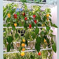 Vista 8 de Más de 600 semillas de pimiento, semillas de vegetales autóctonas para plantar interior y exterior, kit de jardín con 10 variedades de semillas