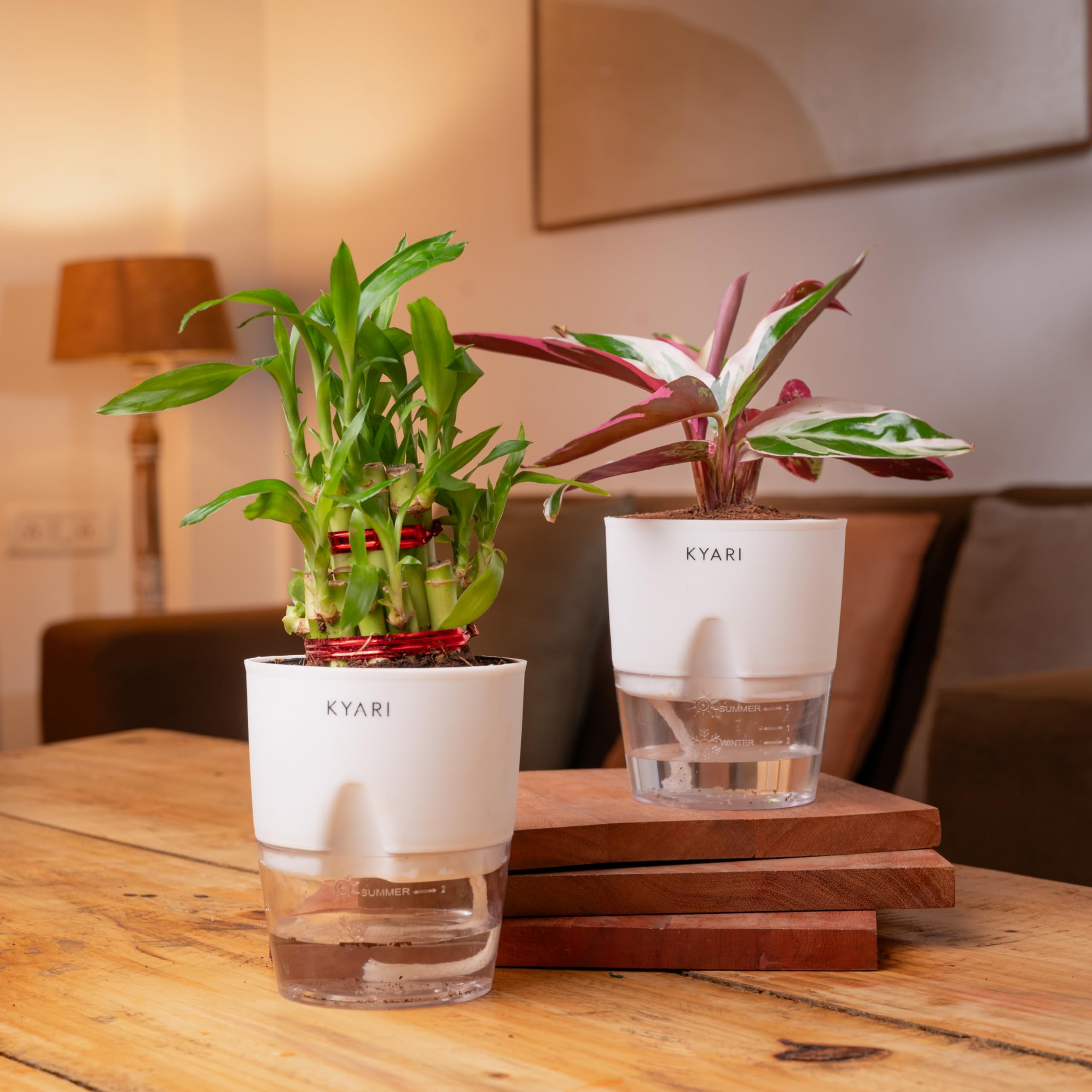 KYARI Combo of 2 - Calathea Triostar and Lucky Bamboo Indoor Plants for Living Room | Live Plants | Plants with Black Self Watering Pot for Home | Air purifier plants for Home Decor (B0D6MW5K56) Amazon Price History, Amazon Price Tracker