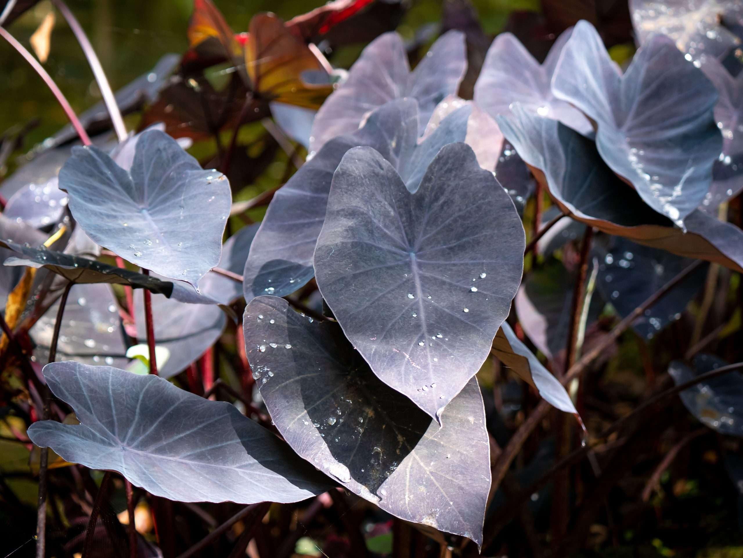 Lincsplants - Colocasia esculenta 'Black Magic'-1 / 9cm Bareroot