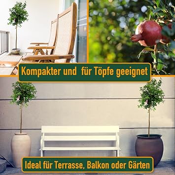 Sunny Tree - Pomegranate Tree - Hardy - Fruit Tree - Punica Granatum - Height 160 cm - A+ Ware