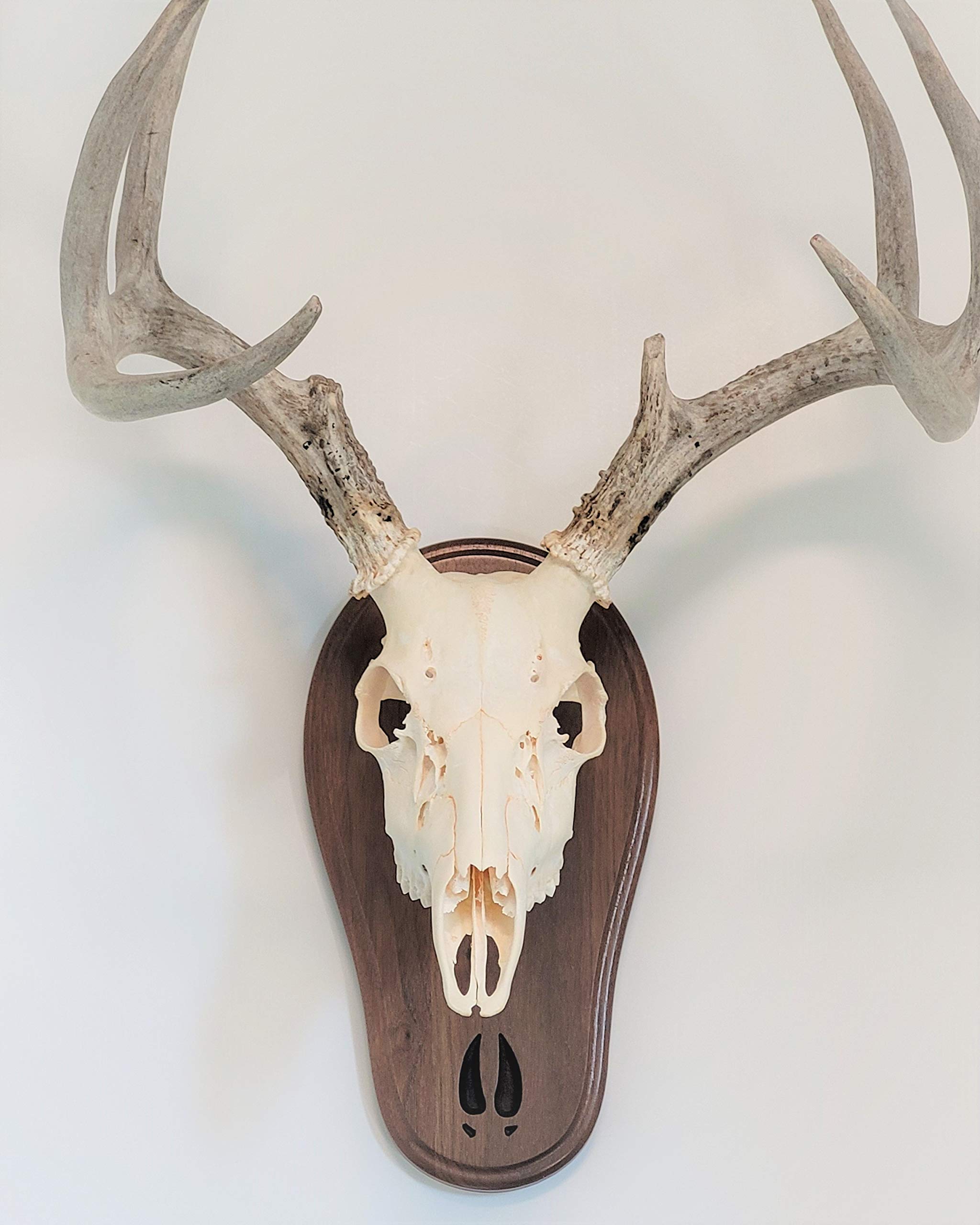 Amazon.com: Taxidermists Woodshop Black Walnut Deer Track Skull