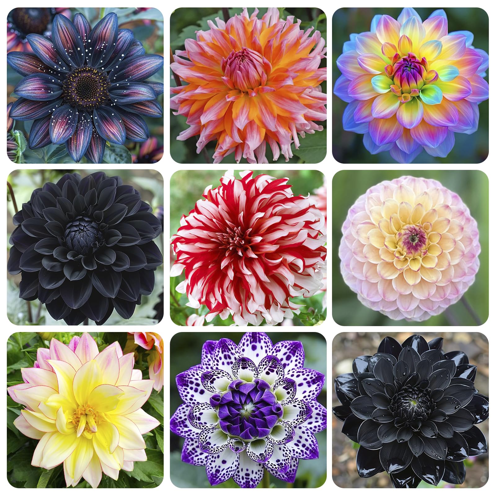 100+ Giant Dahlia Dinner Plate Flower Seeds - Exotic Dahlia for Planting Dahlia Pinnata Seeds