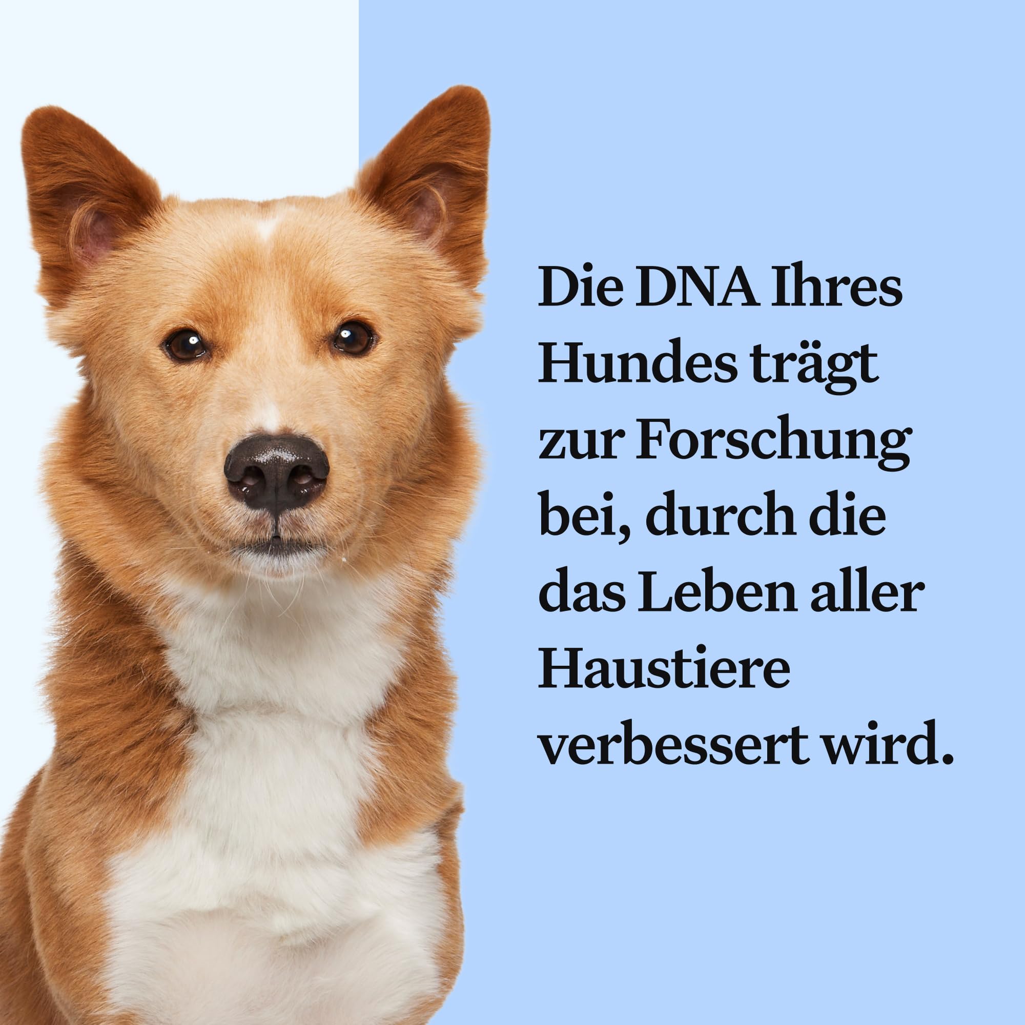 Wisdom Panel zur Feststellung von Hunderassen DNA-Test-Kit – präzise Rassen-ID MDR1 Abstammung Verwandte