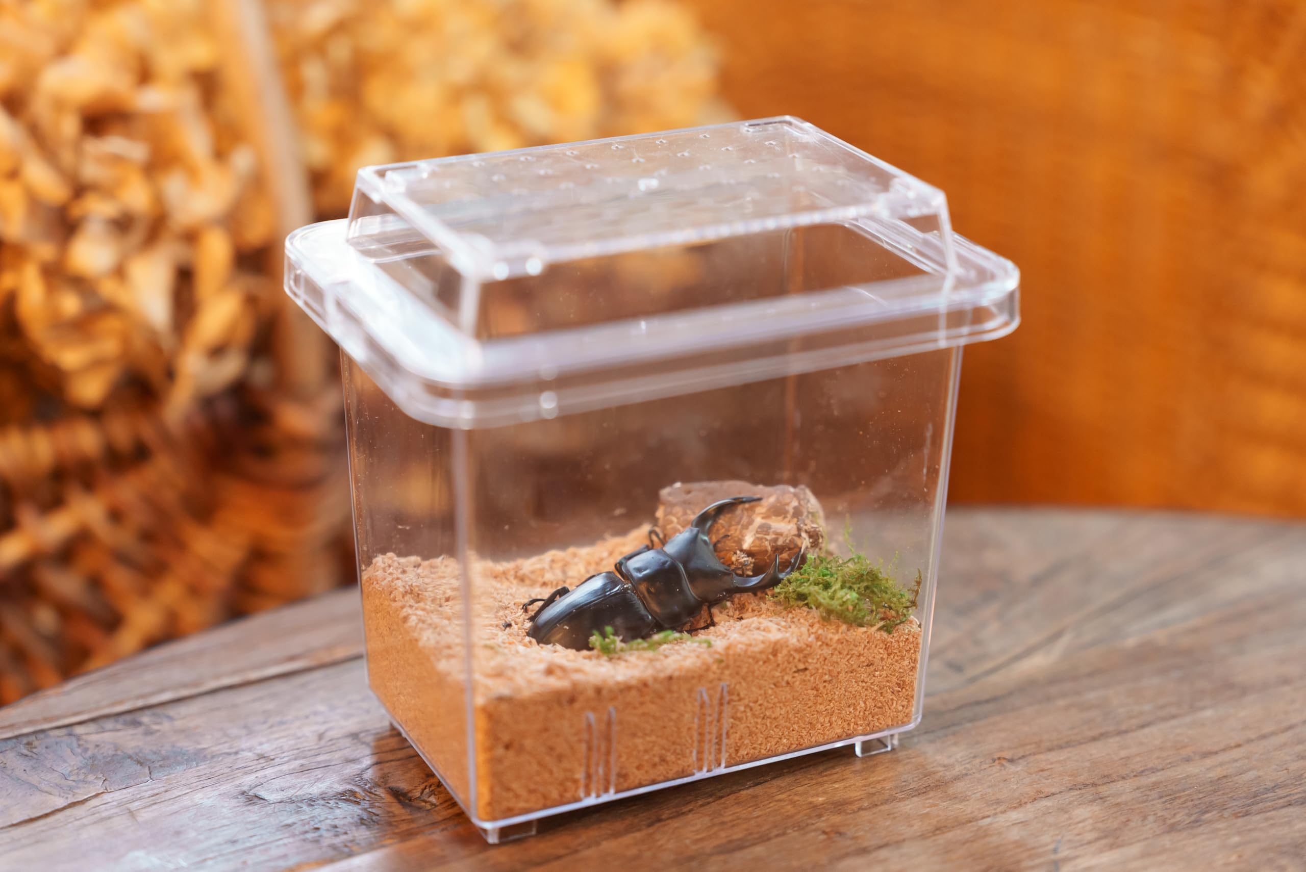 即決 サビイロカブトペア♂40mm♀36mm ②