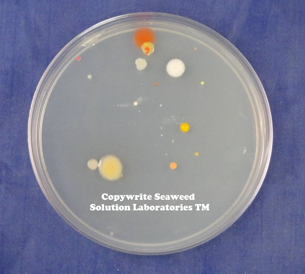 Agar Powder Hemobllo Agar Plates, Nutrient Agar Plate, Flat Sheet Glass Petri Dishes With Lids, Scientific Glassware Agar Jelly Petri Dish Agar Plates, Prepoured Agar Plates Prepoured Petri Plates Cell Tool 10pcs