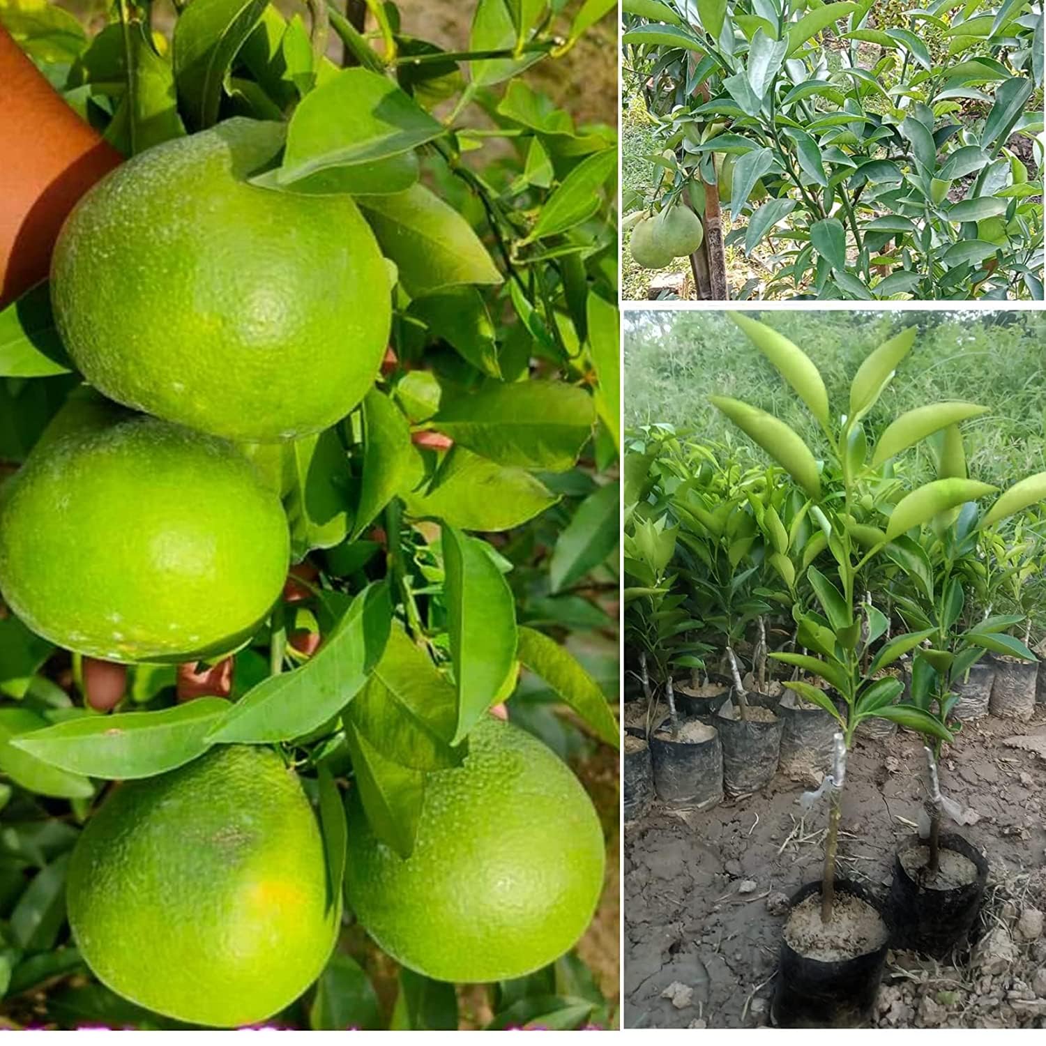 THAI SWEET MALTA ORANGE FRUIT GRAFTING HYBRID OUTDOOR GARDEN LIVE/LEMON FRUIT PLANT 1 HEALTHY TREE (B0CX18ZVM2) Amazon Price History, Amazon Price Tracker