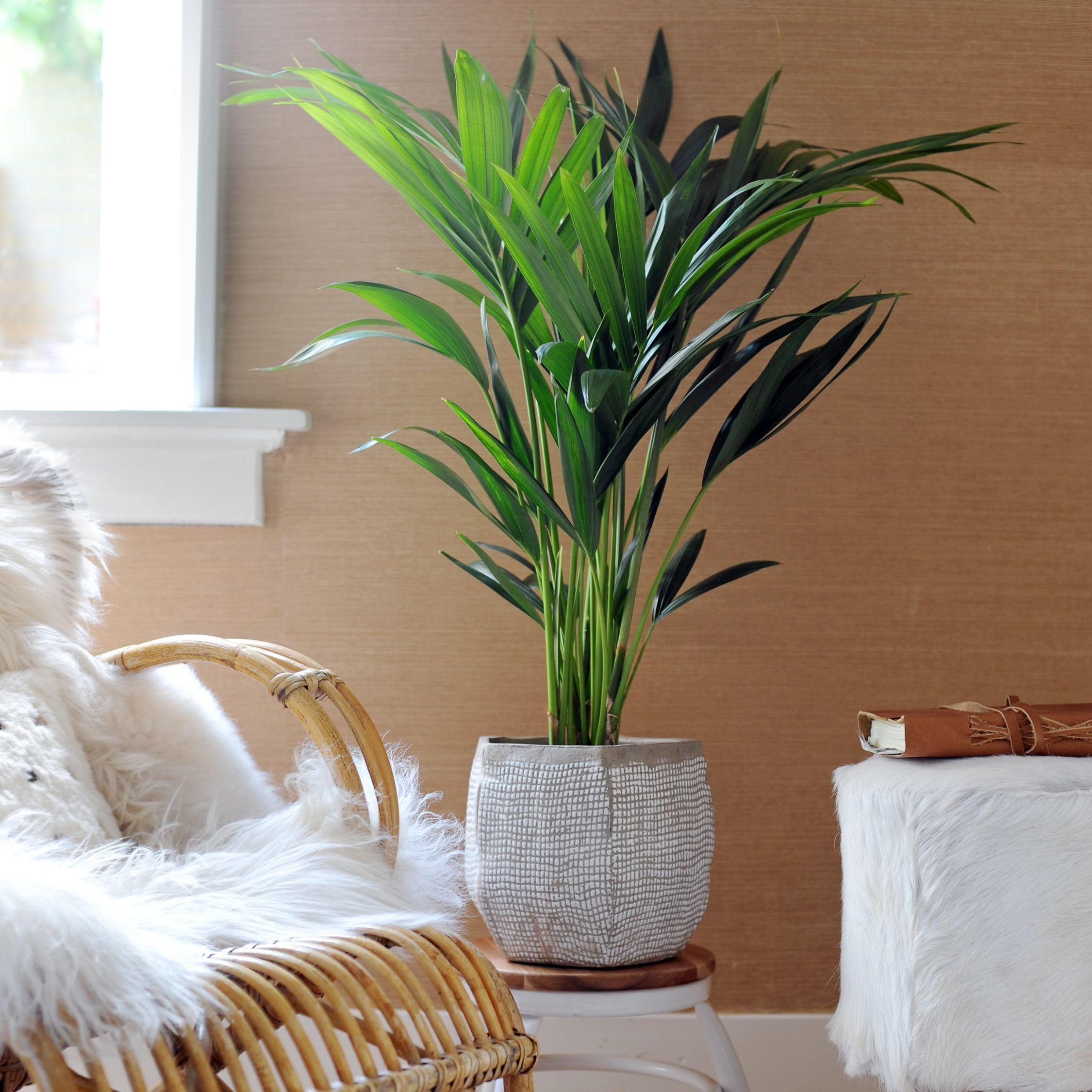 Plant in a Box - Howea forsteriana - Set de 2 - Palmera de interior - Kentia - Maceta 18cm - Altura 90-100cm - Planta verde - Siempre verde