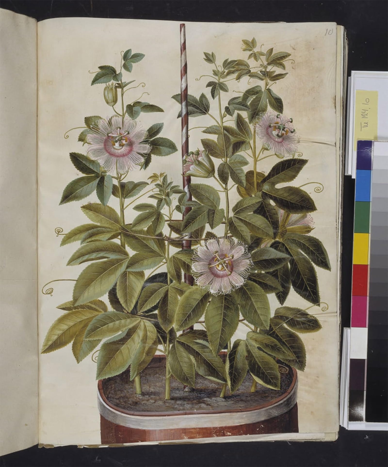Serendipitp No Frame Retro Picture Poster Wall Art Pictures Painting Passiflora Incarnata By Hans Simon Holtzbecker Wall Art Canvas Print For Wall Decor 60X90cm