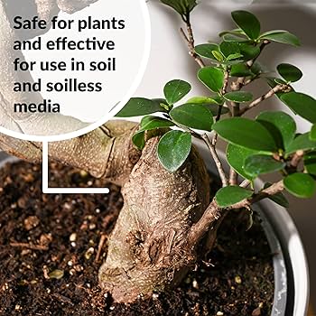 Amazon.com : SUPERthrive Bonsai-Pro Liquid Plant Food, 8 oz (1 Amazon.com : SUPERthrive Bonsai-Pro Liquid Plant Food, 8 oz (1