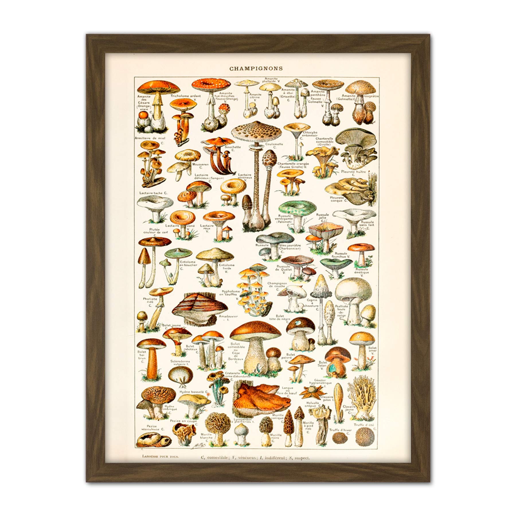 Artery8 Millot 19Th Century Mushrooms Encyclopedia Page Artwork Framed Wall Art Print 18X24 Inch
