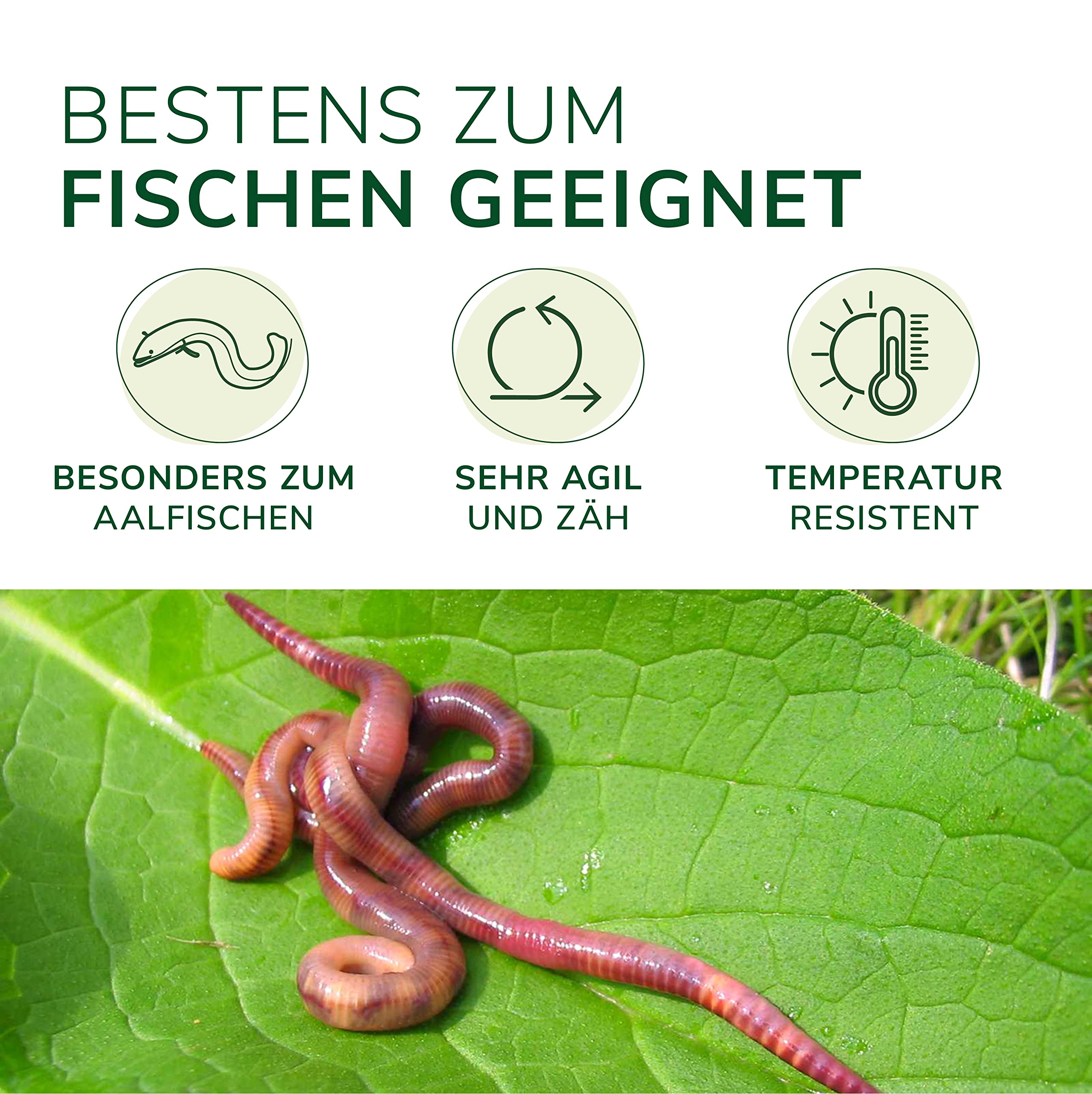 Natursache I Dendrobena-Würmer lebend I Lebender Angelköder für Forelle, Lachs, Aal, Barsch, Hecht, Karpfen & alle Anderen Arten von Weißfischen I Ideales Zubehör für Angler…