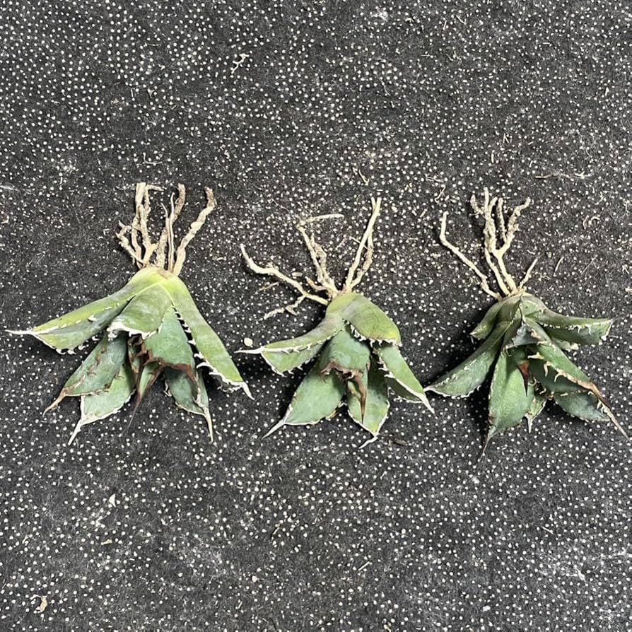 アガベ チタノタ tonyトニー産シーザー 良血統 おまけでSAD、阿修羅 アガベ チタノタ tonyトニー産シーザー 良血統 おまけでSAD、阿修羅