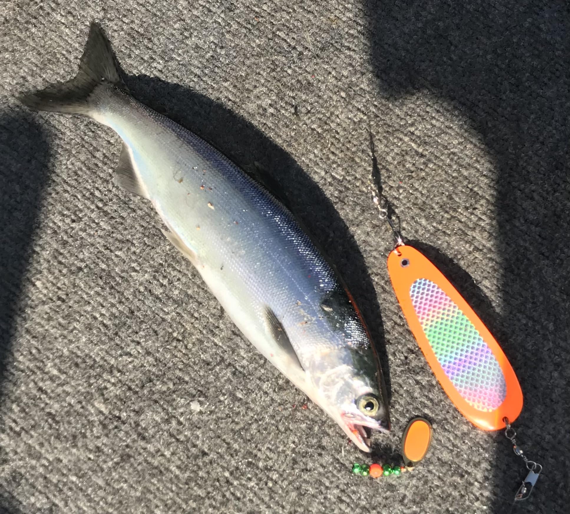 Montana Tackle Kokanee Dodger: uv Silver Hunter