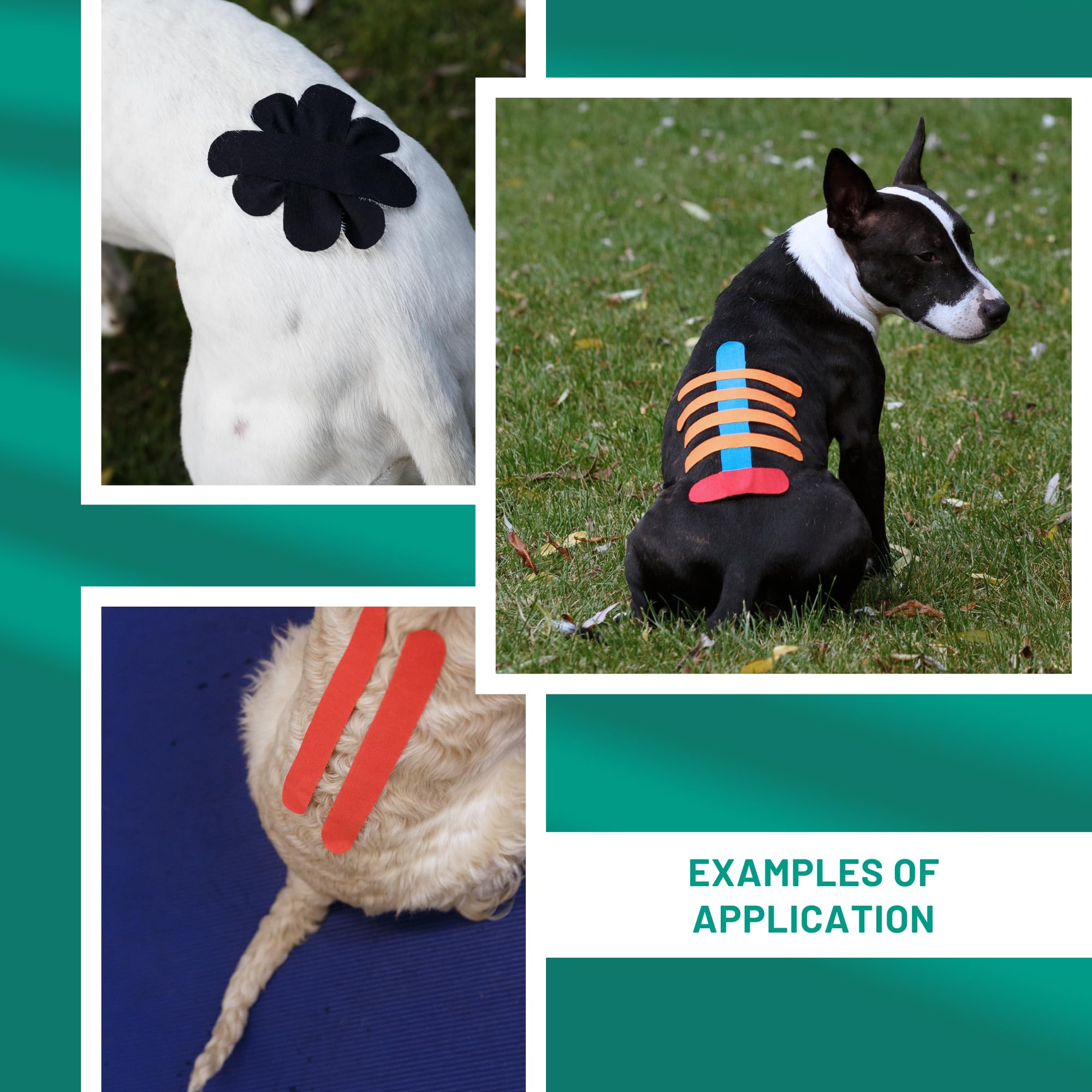 Kinesiology taping for dogs