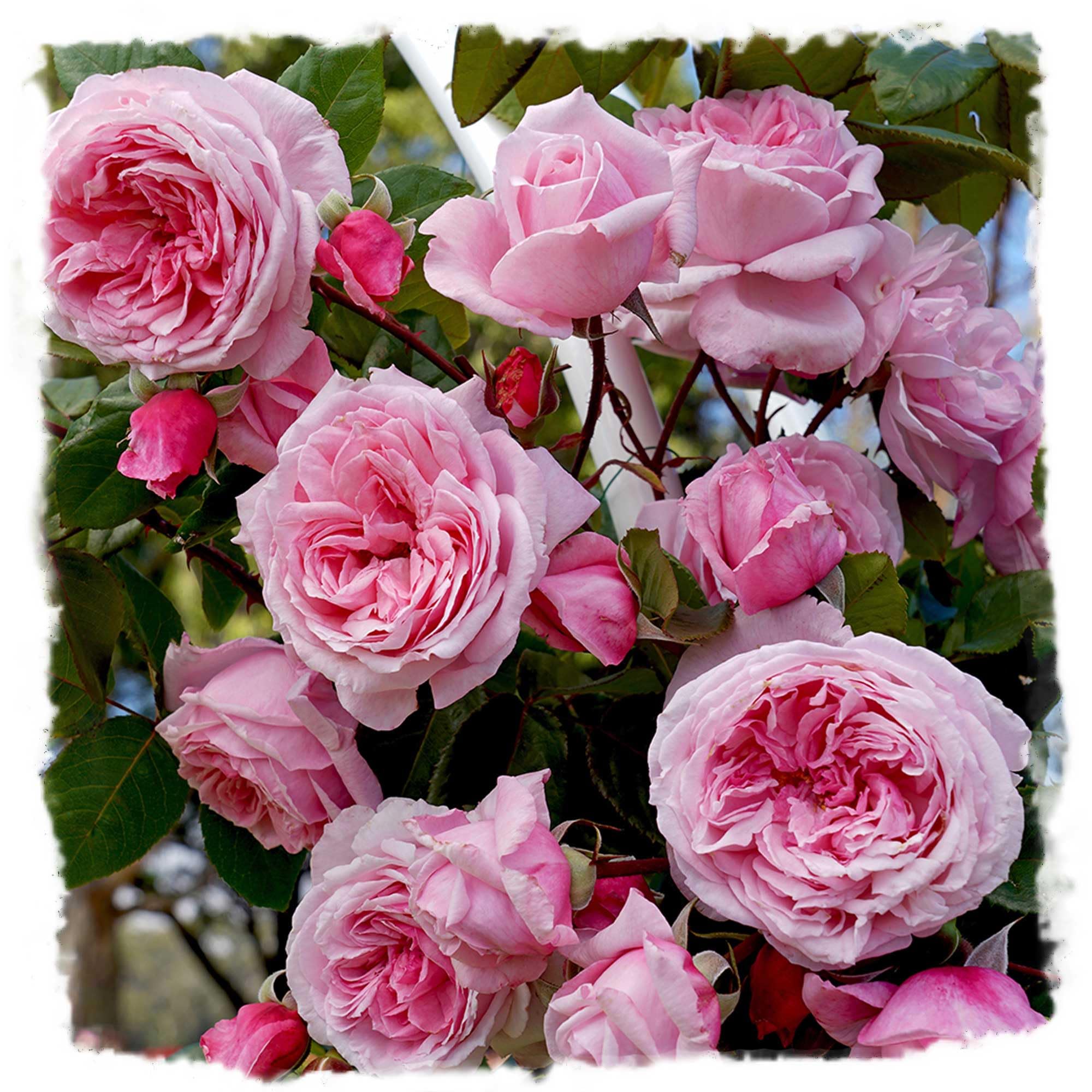 Kiss Me Kate Climbing Rose 1.5 Gal Potted Live Plant, Reblooming Fragrant Pink Flowers, Climber for Trellis, Arbor or Fence, Own Root, Stargazer Perennials