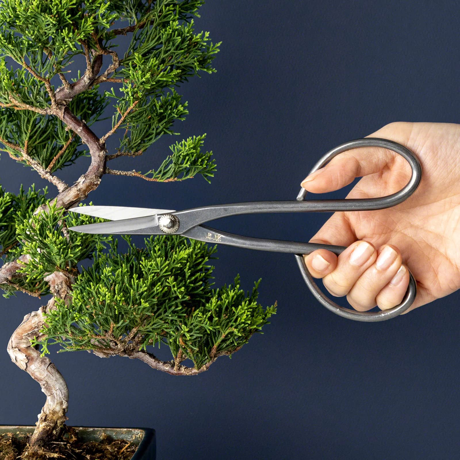 Wazakura Japan Forbici Satsuki per Bonsai in Acciaio Inox Yasugi (180mm) Fatte in Giappone - Attrezzi da giardinaggio giapponesi