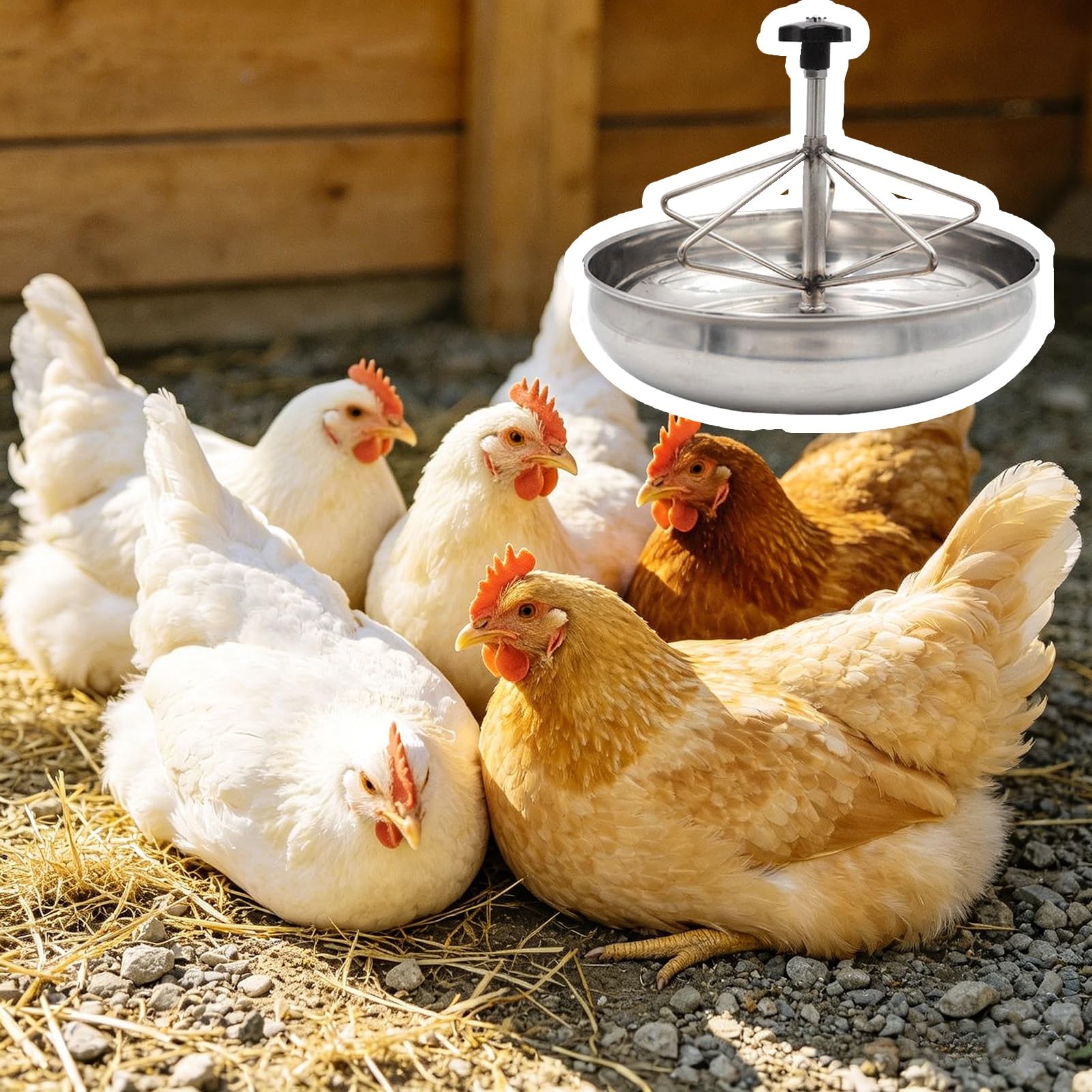 Mangeoire pour porcs en acier inoxydable anti-gaspillage pour poussins